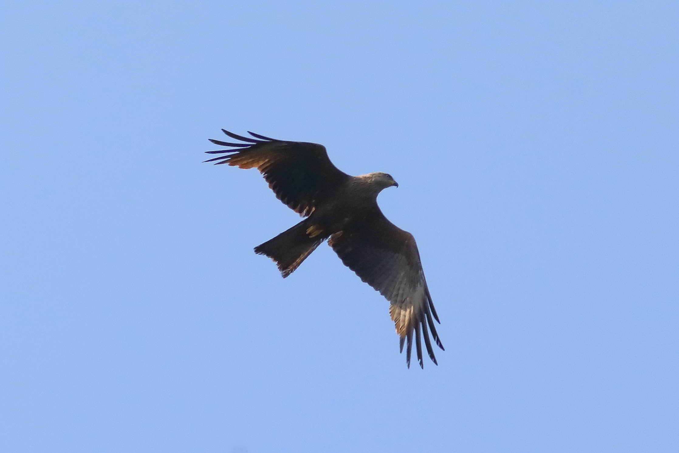 Black Kite 26-06-2023