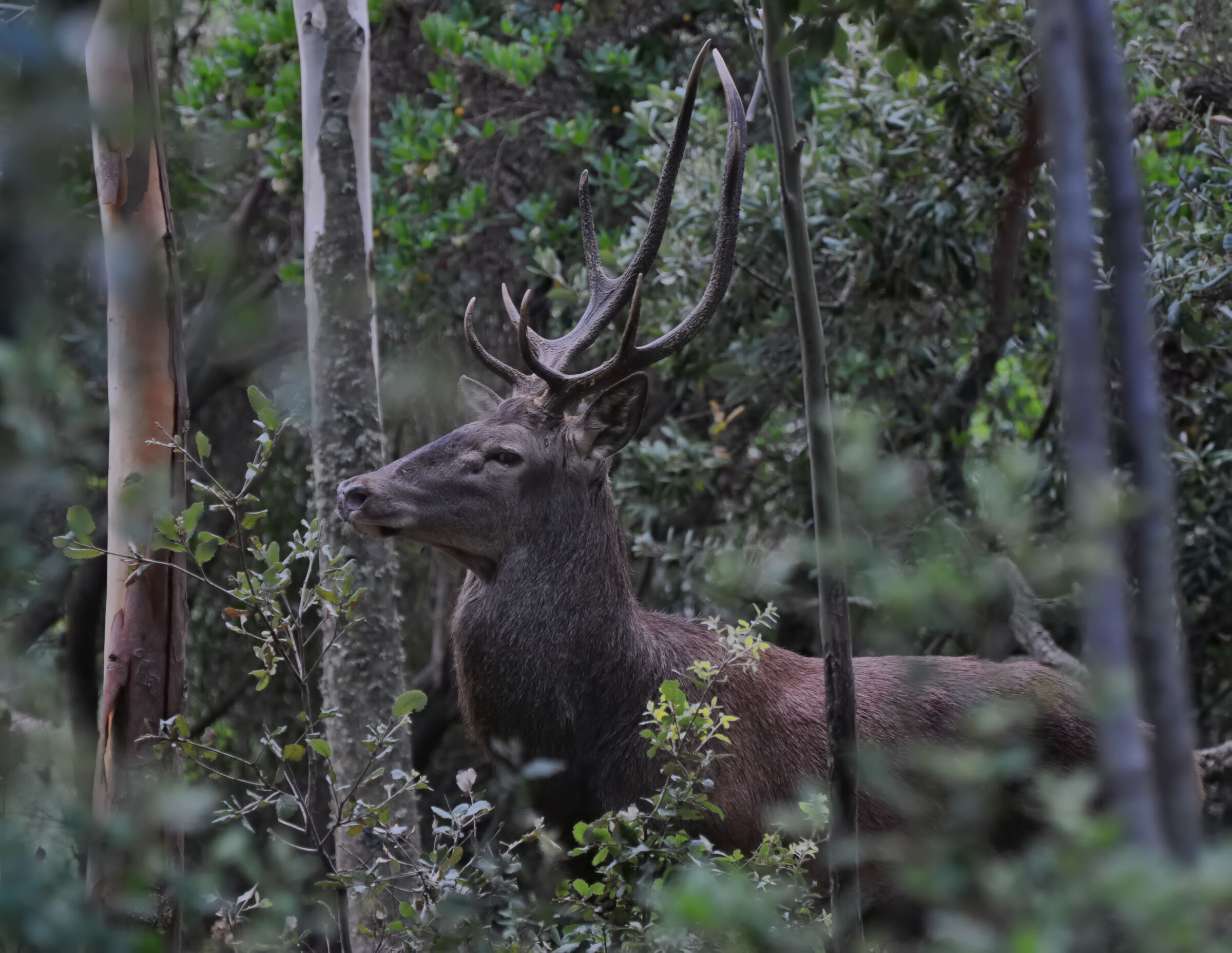 The deer all of a sudden...