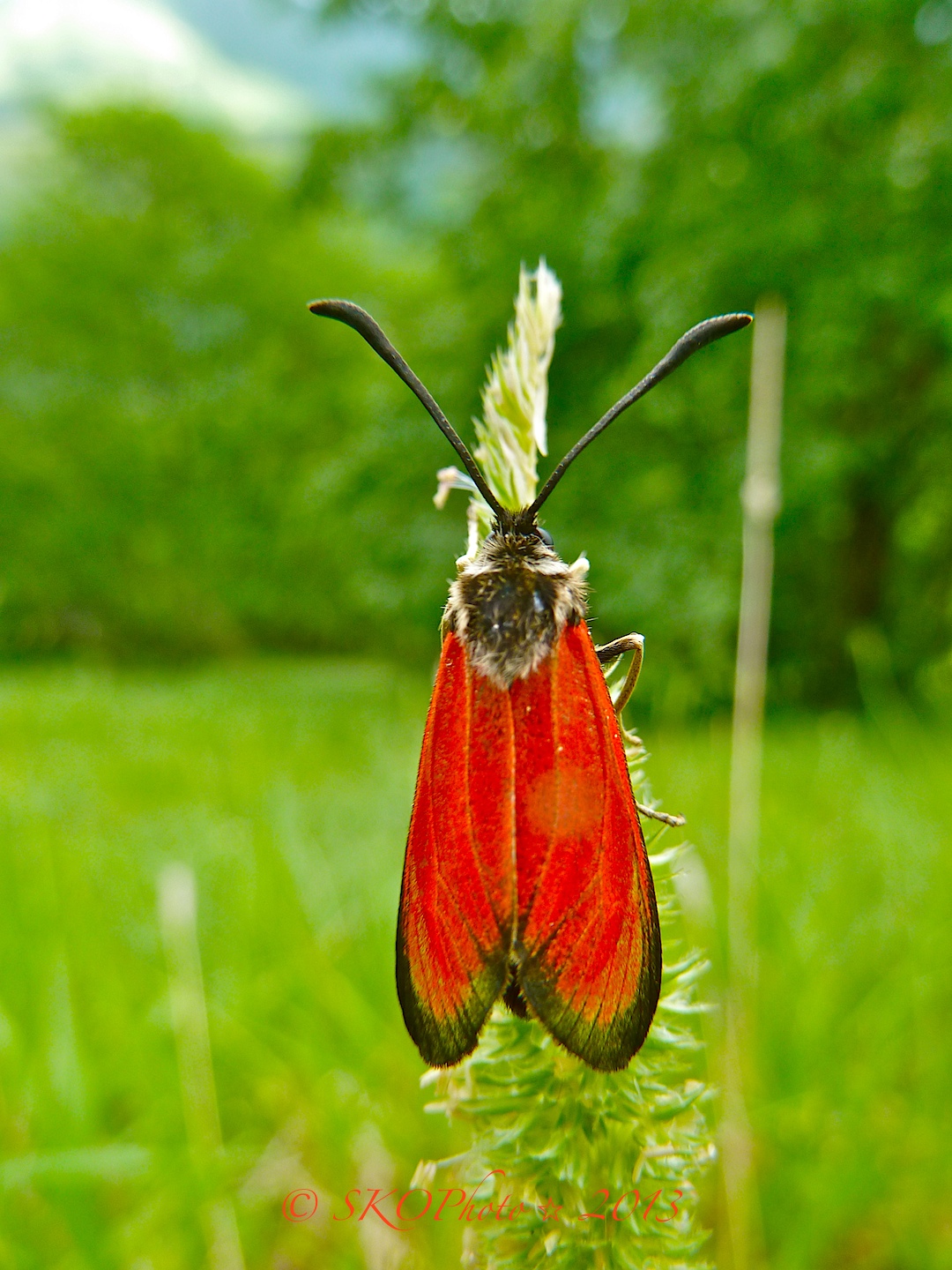 Famiglia : Zygaenidae - Zygaena brizae