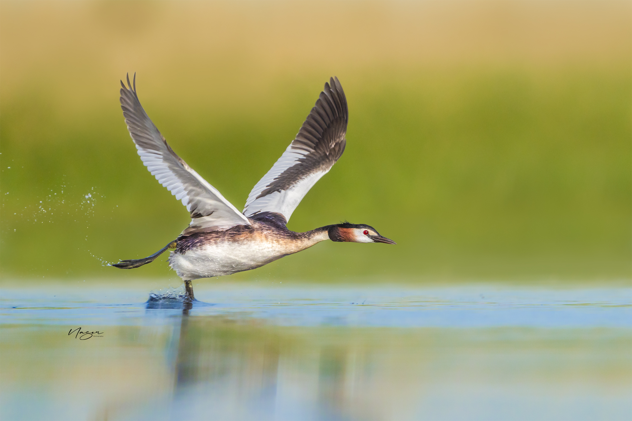 Great crested grebe