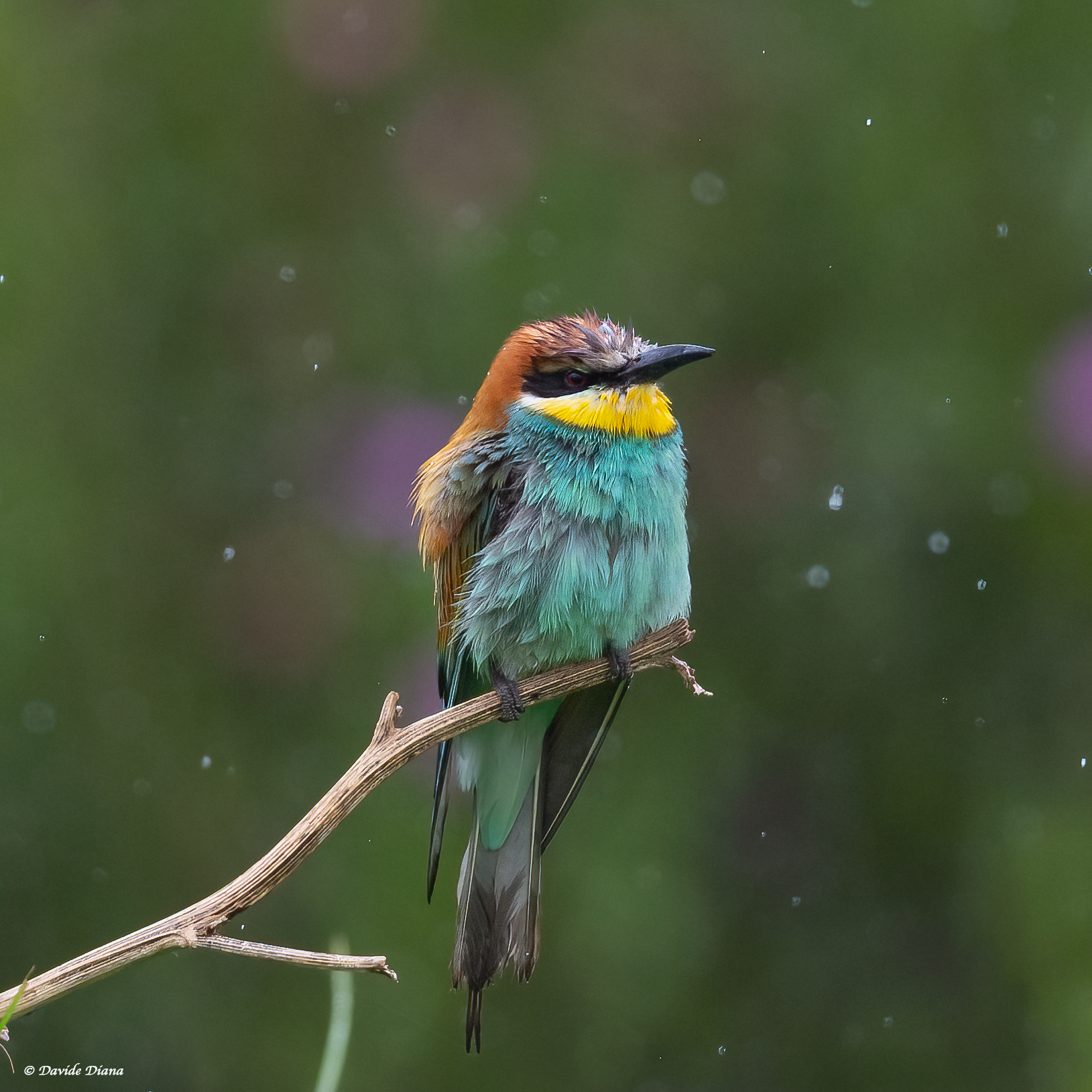Bee-eater