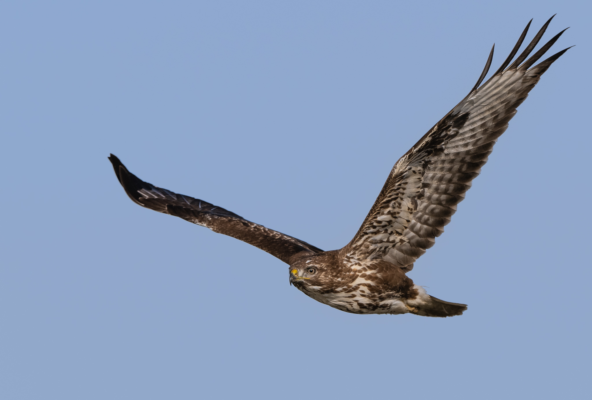 Buzzard