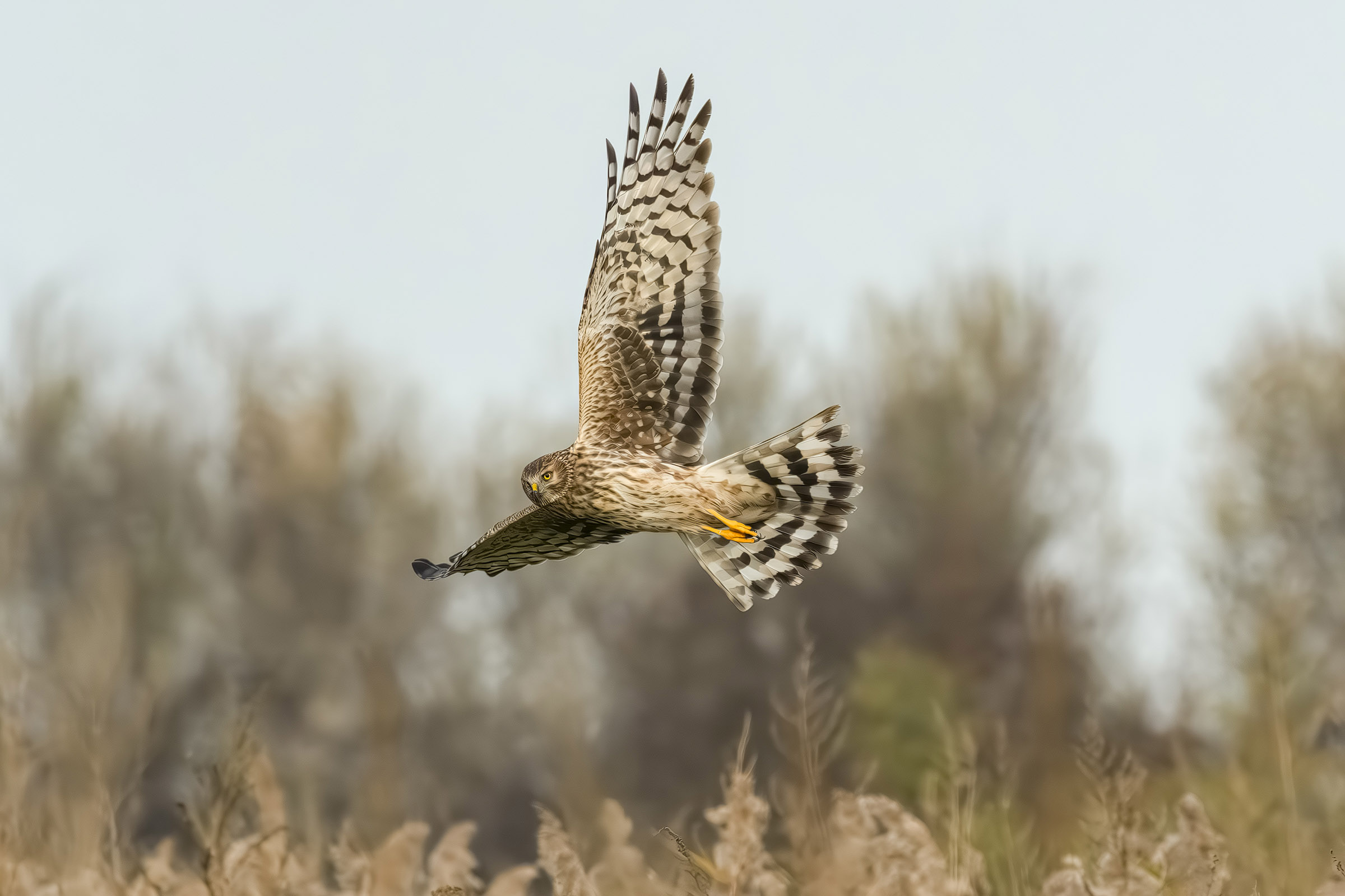 Hen harrier