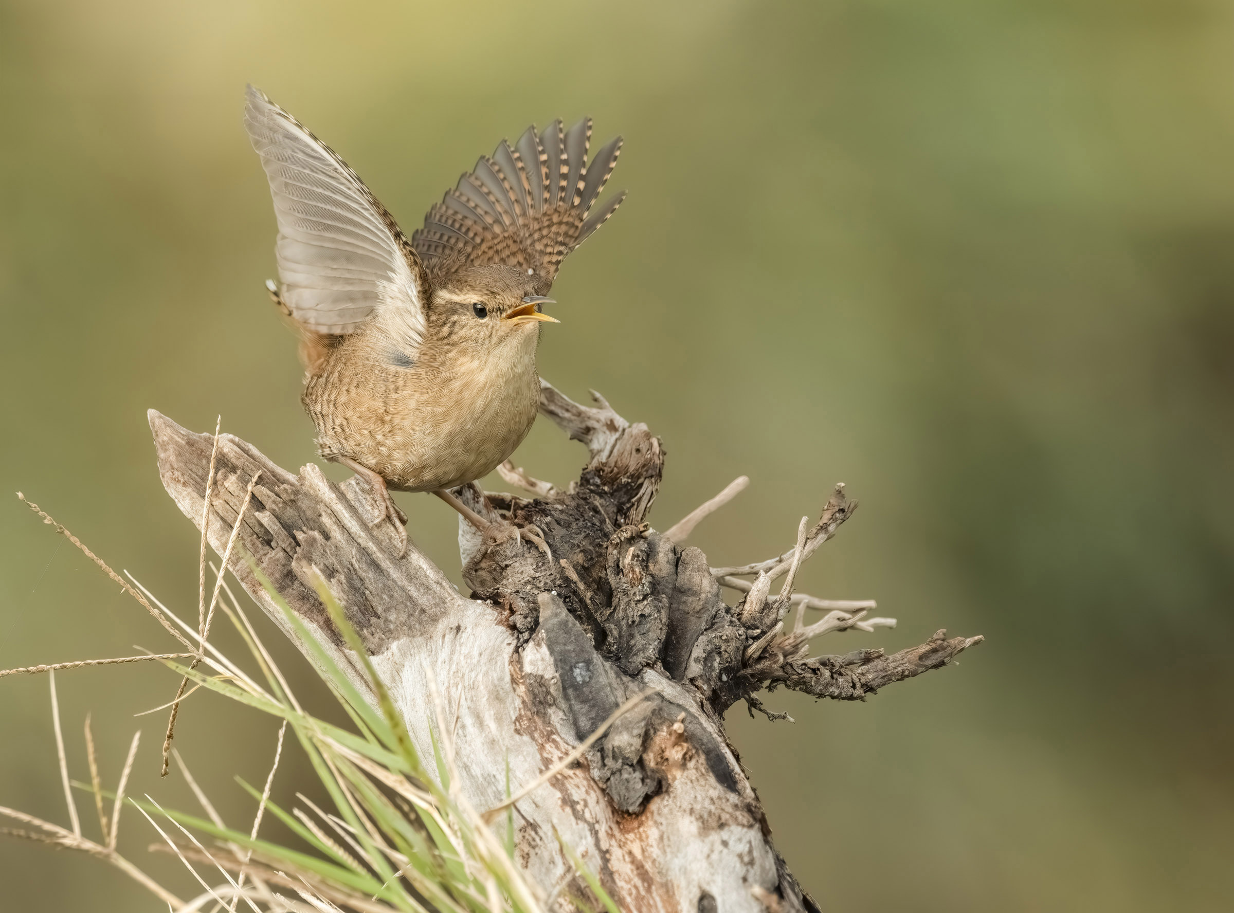 Wren