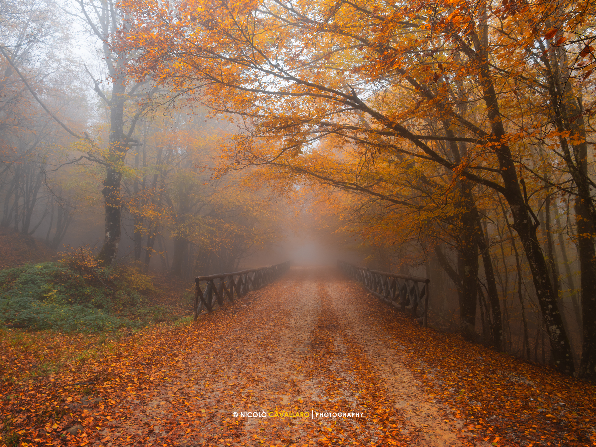 The forest around Lake Maulazzo