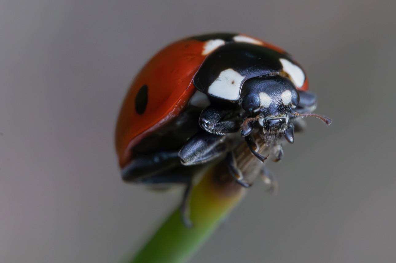 Ladybug septempunctata