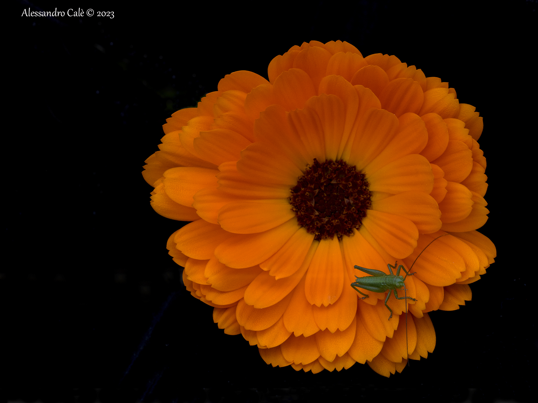 Calendula
