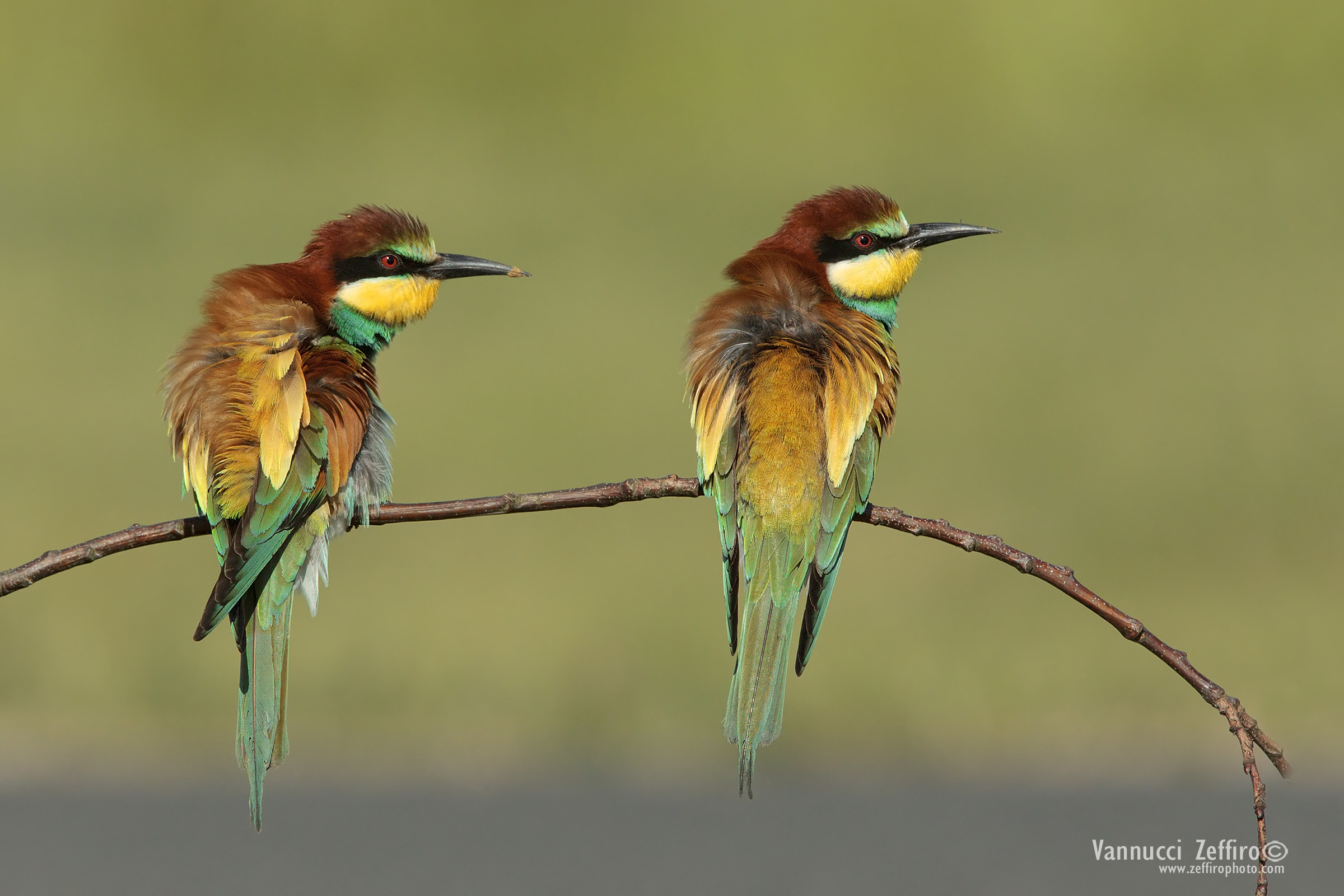 Mi è sembrato di vedere un gatto!!!!