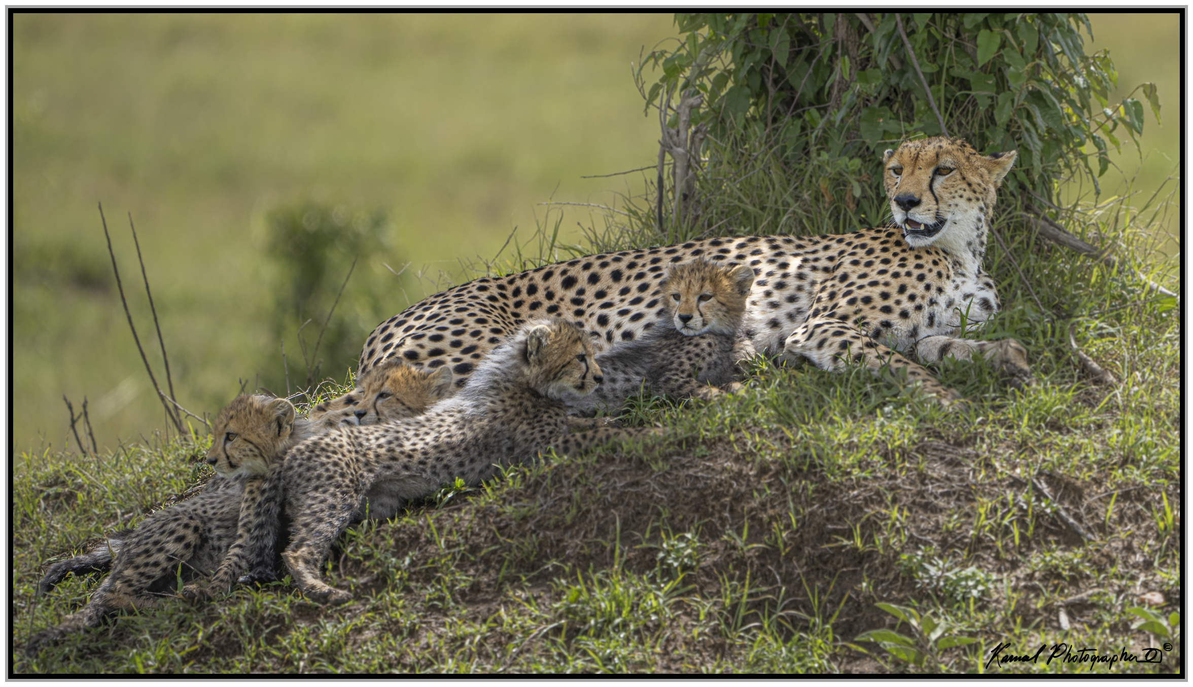Ghepardo (Acinonyx jubatus)