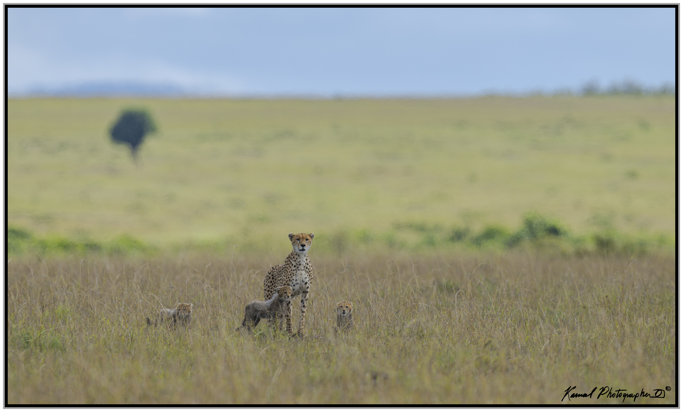 Ghepardo (Acinonyx jubatus)