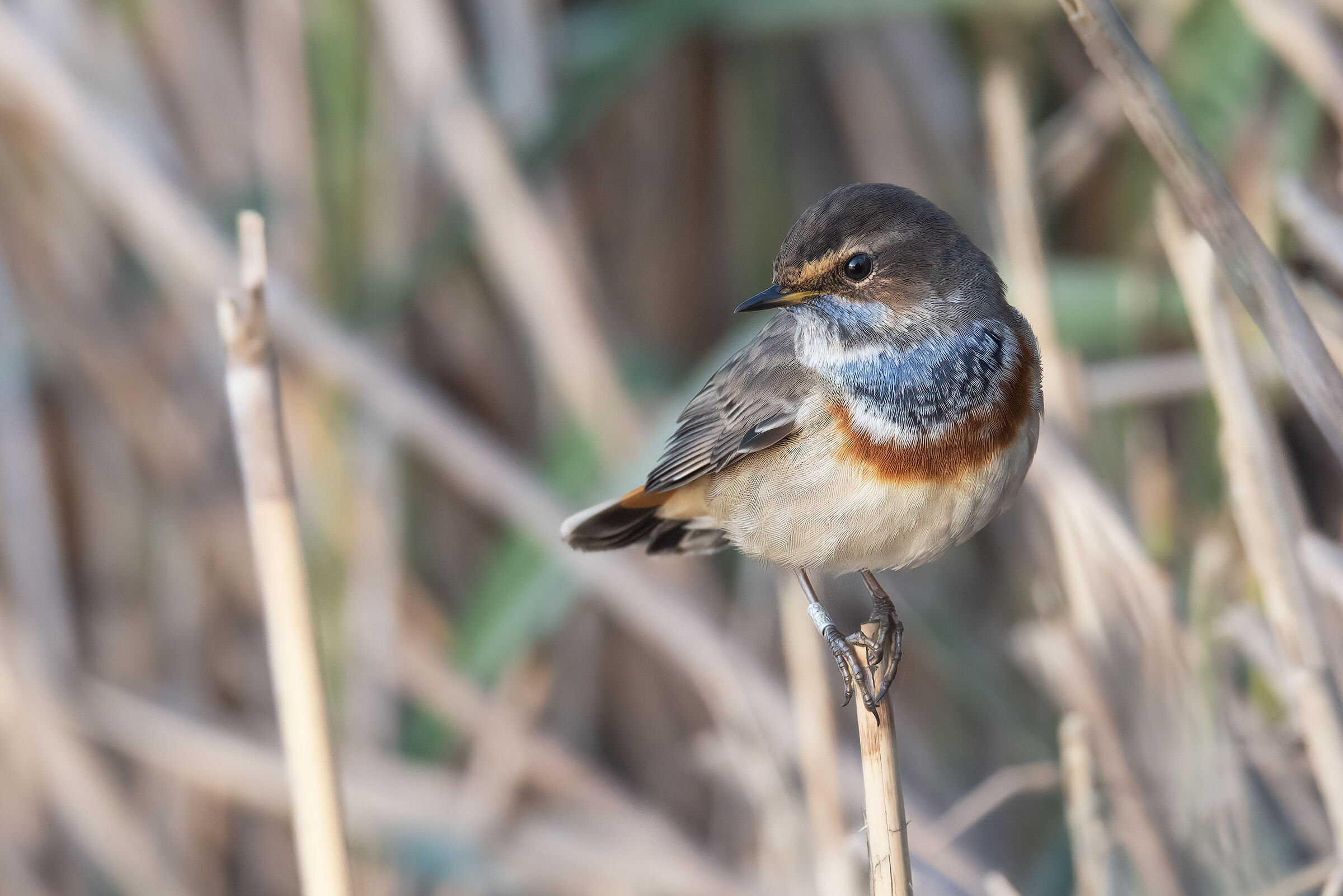 Bluethroat