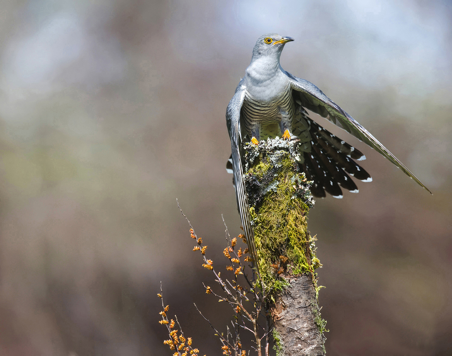 Cuckoo