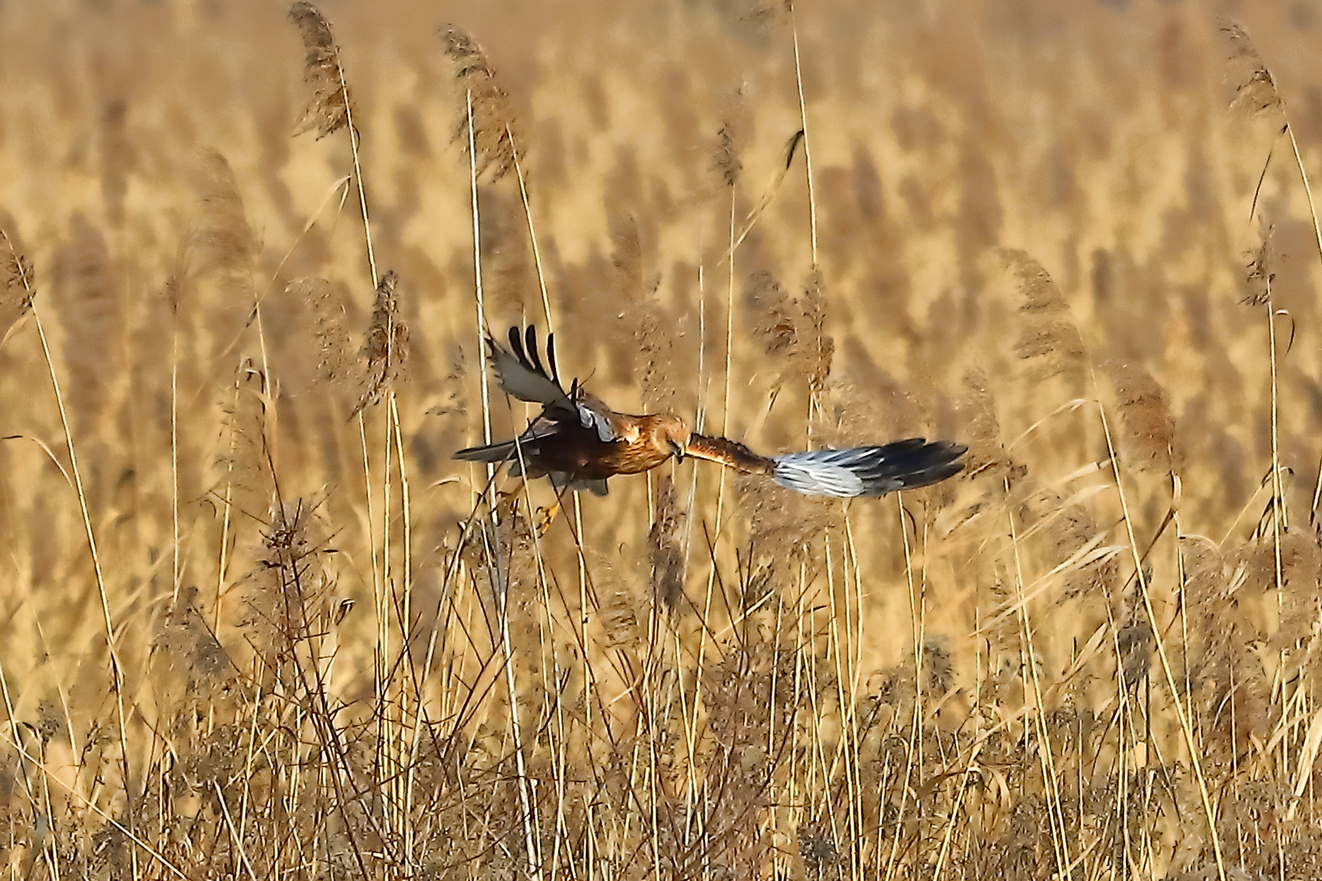 Marsh Harrier 21 January 2022 - 0113