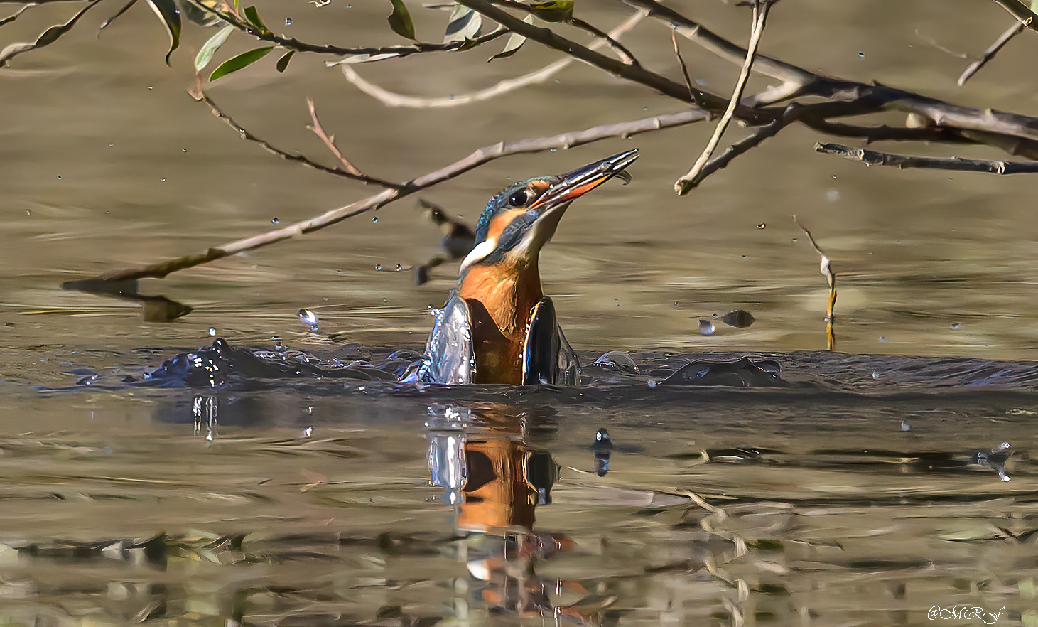 Martina in Emersione