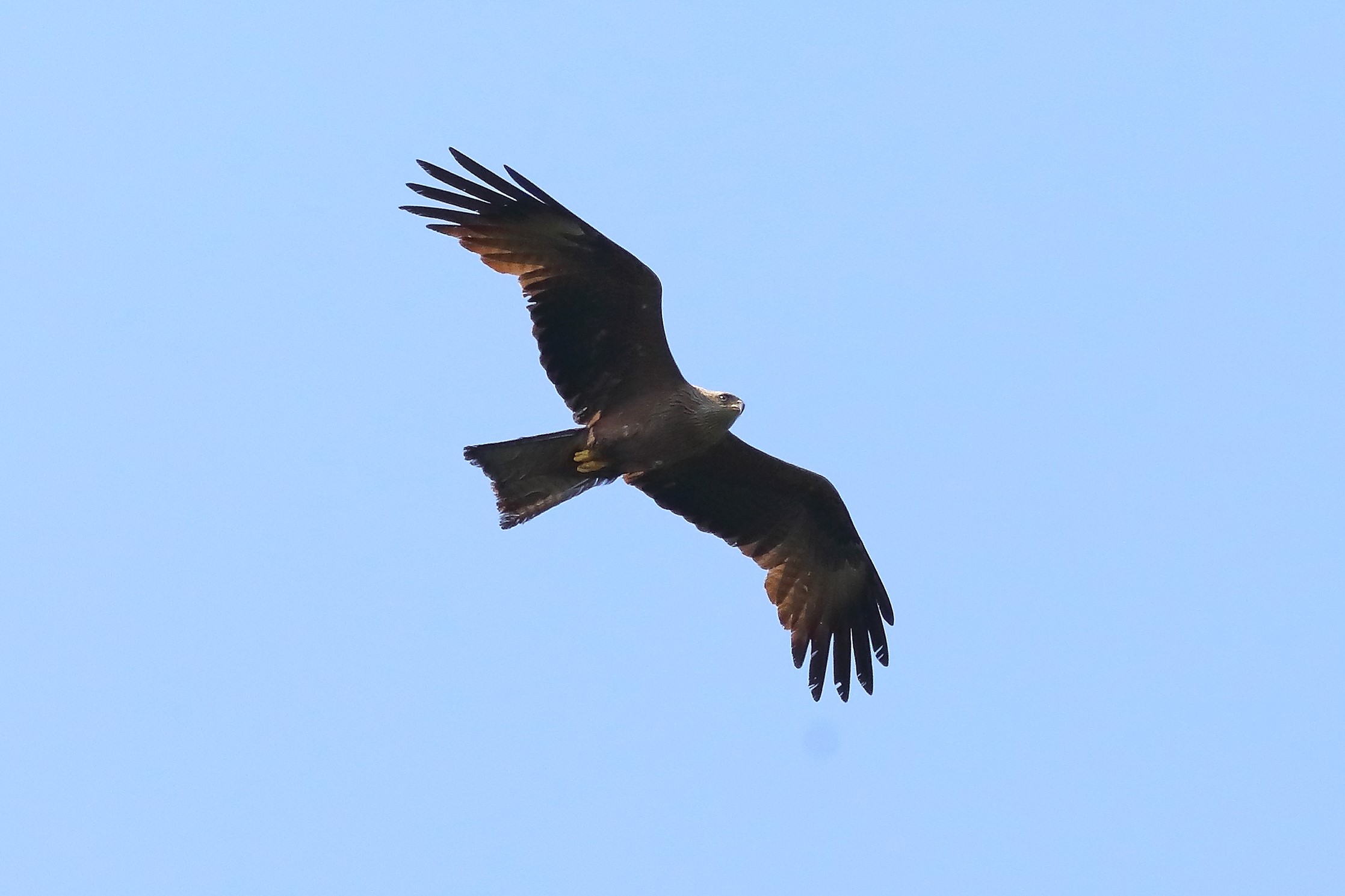 Black Kite 26-26-2023