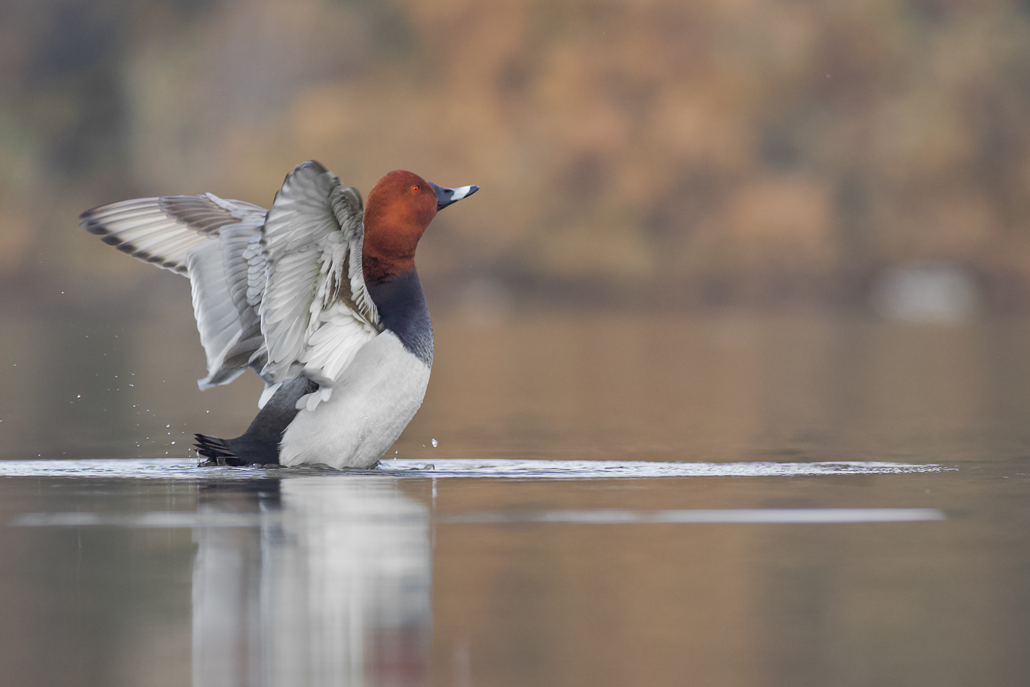 Le ali del moriglione