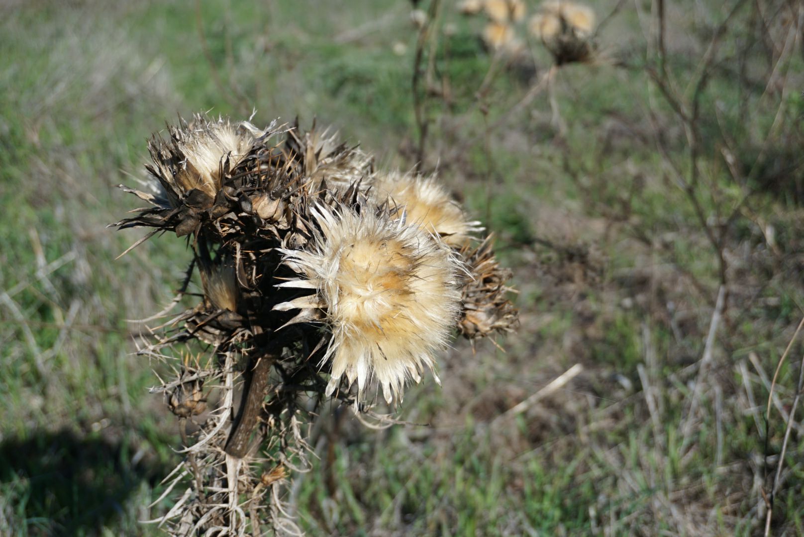 cardo dell'anno scorso
