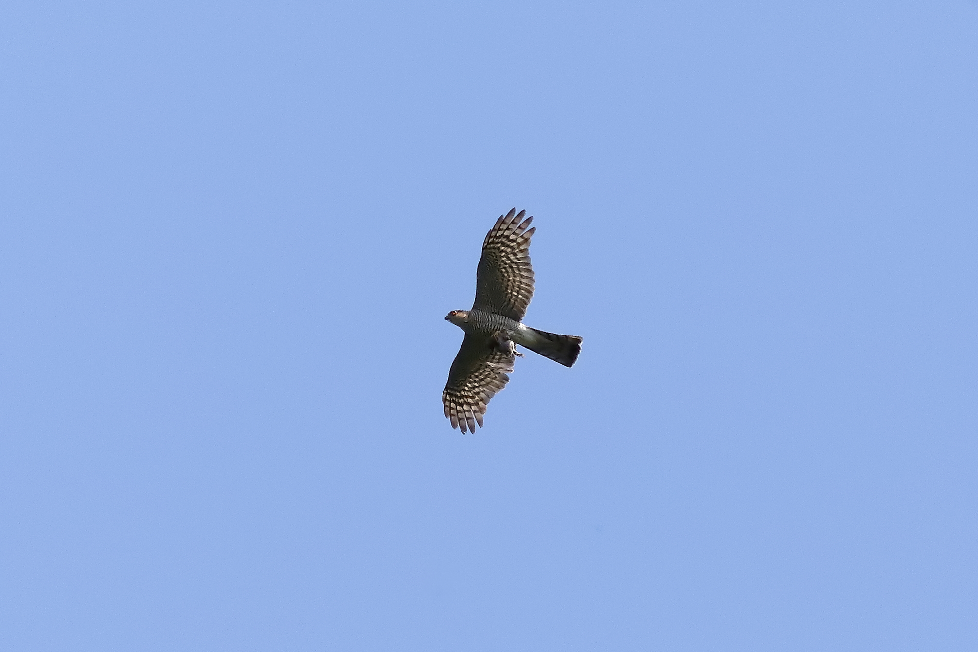 Sparrowhawk 03-07-2023