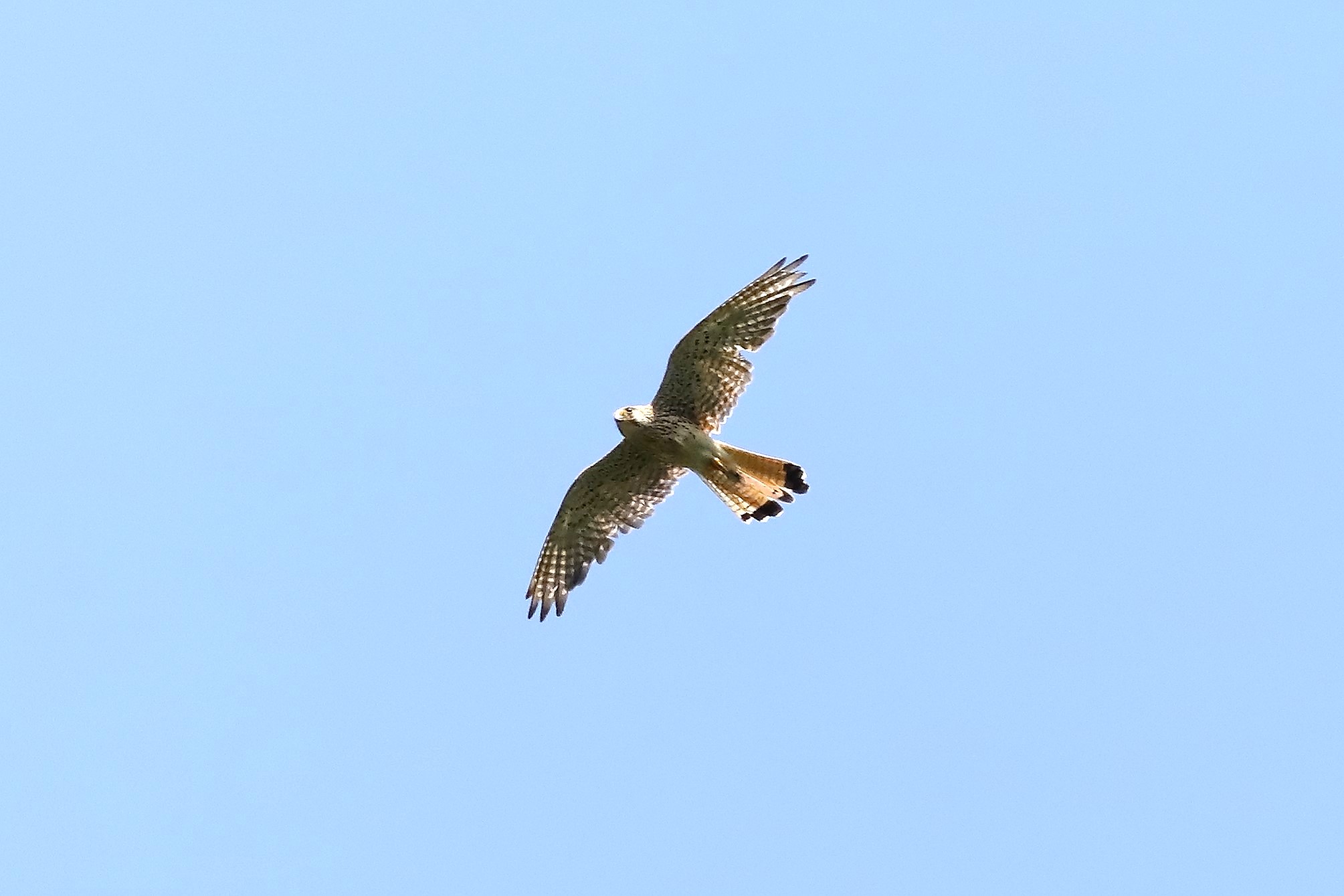 Kestrel 03-07-2023