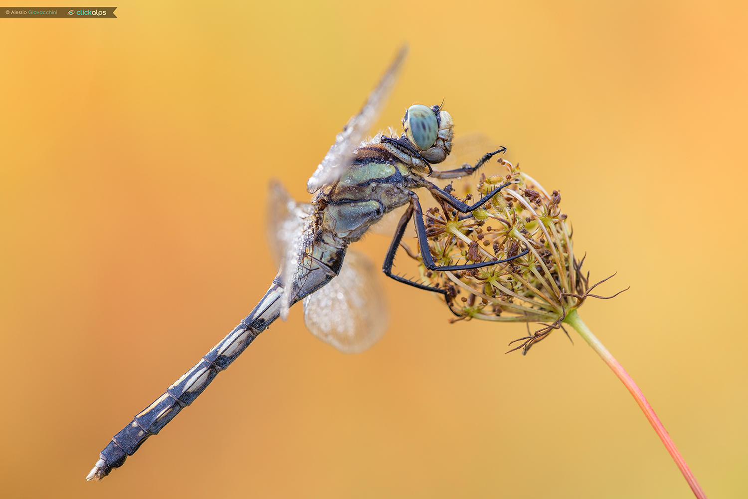Orthetrum albistylum