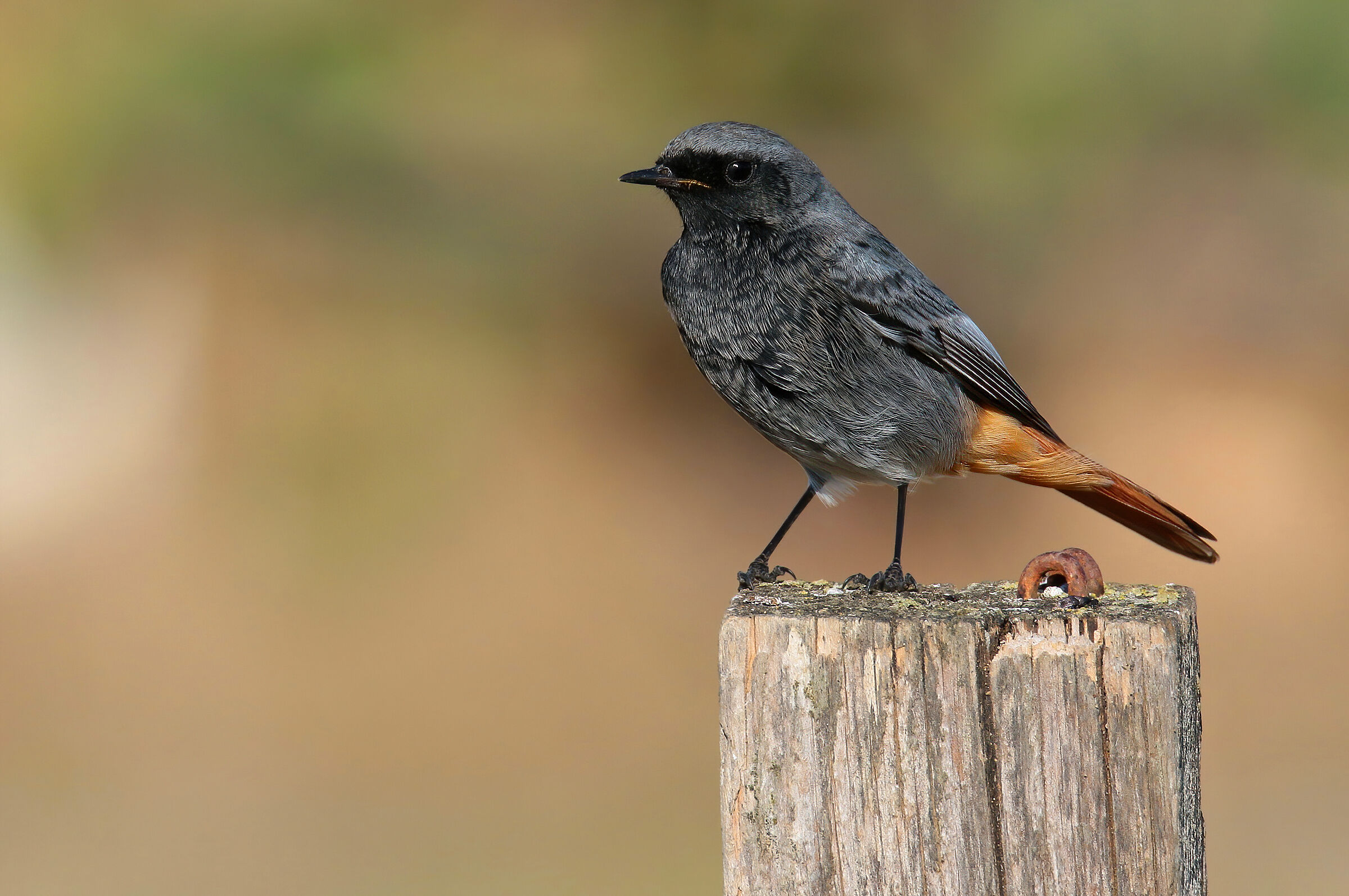 Spazzacamino maschio