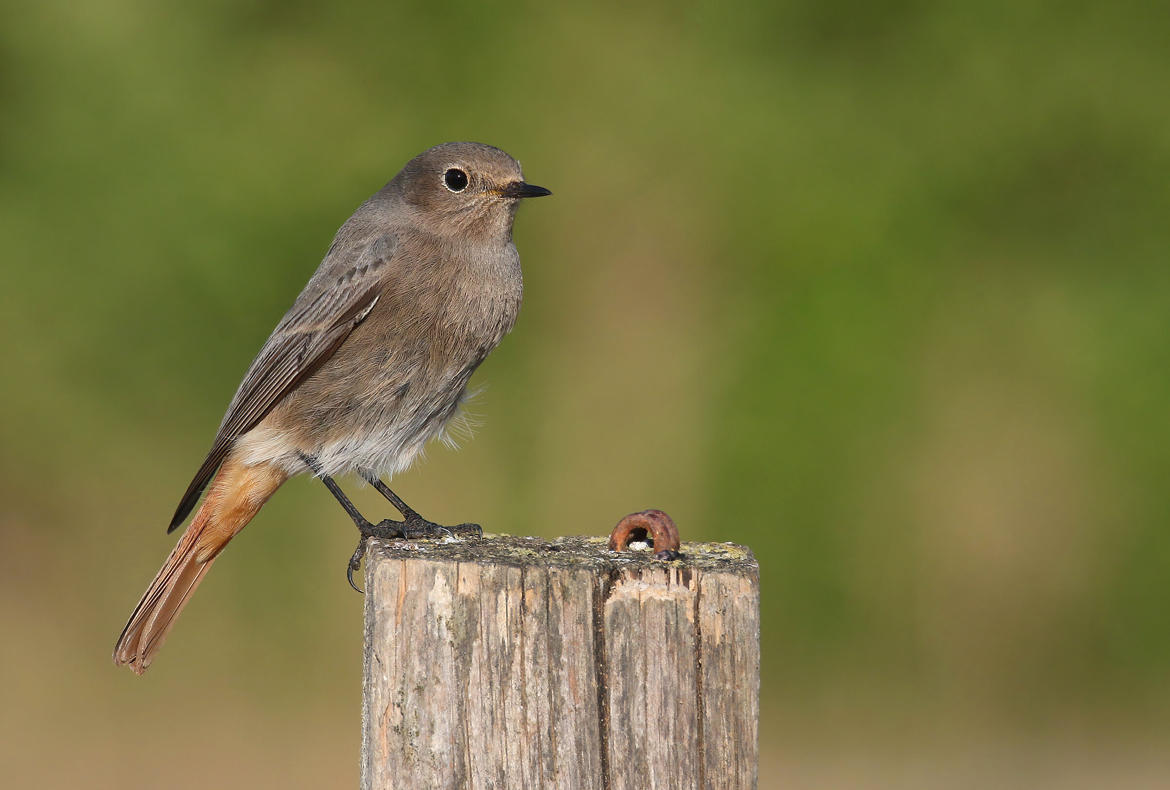Codirosso spazzacamino femmina