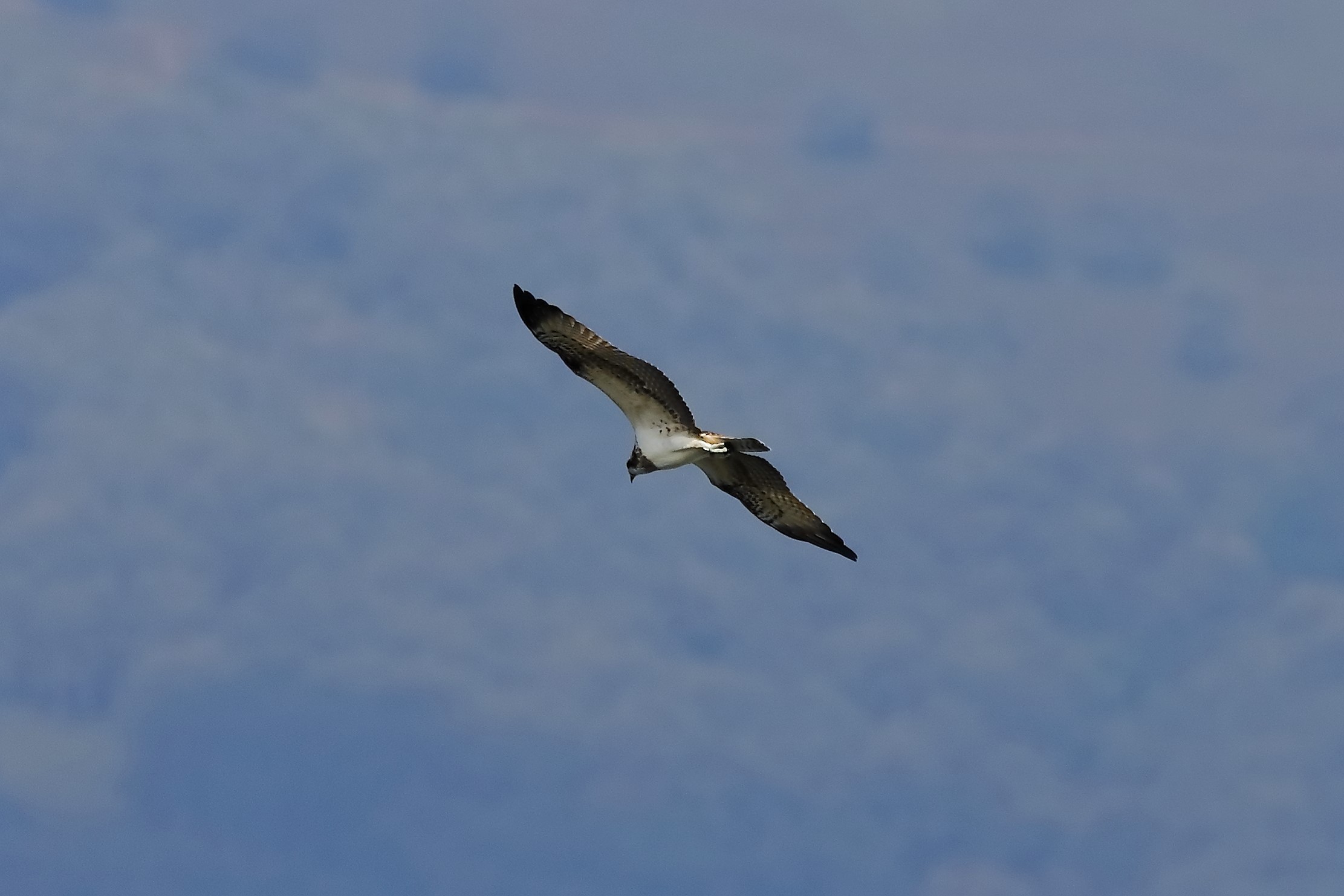 Osprey 04-09-2023