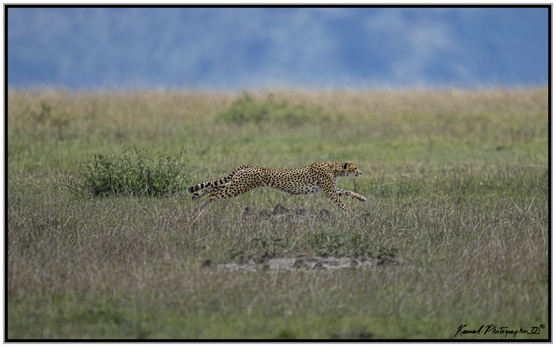 Ghepardo (Acinonyx jubatus)