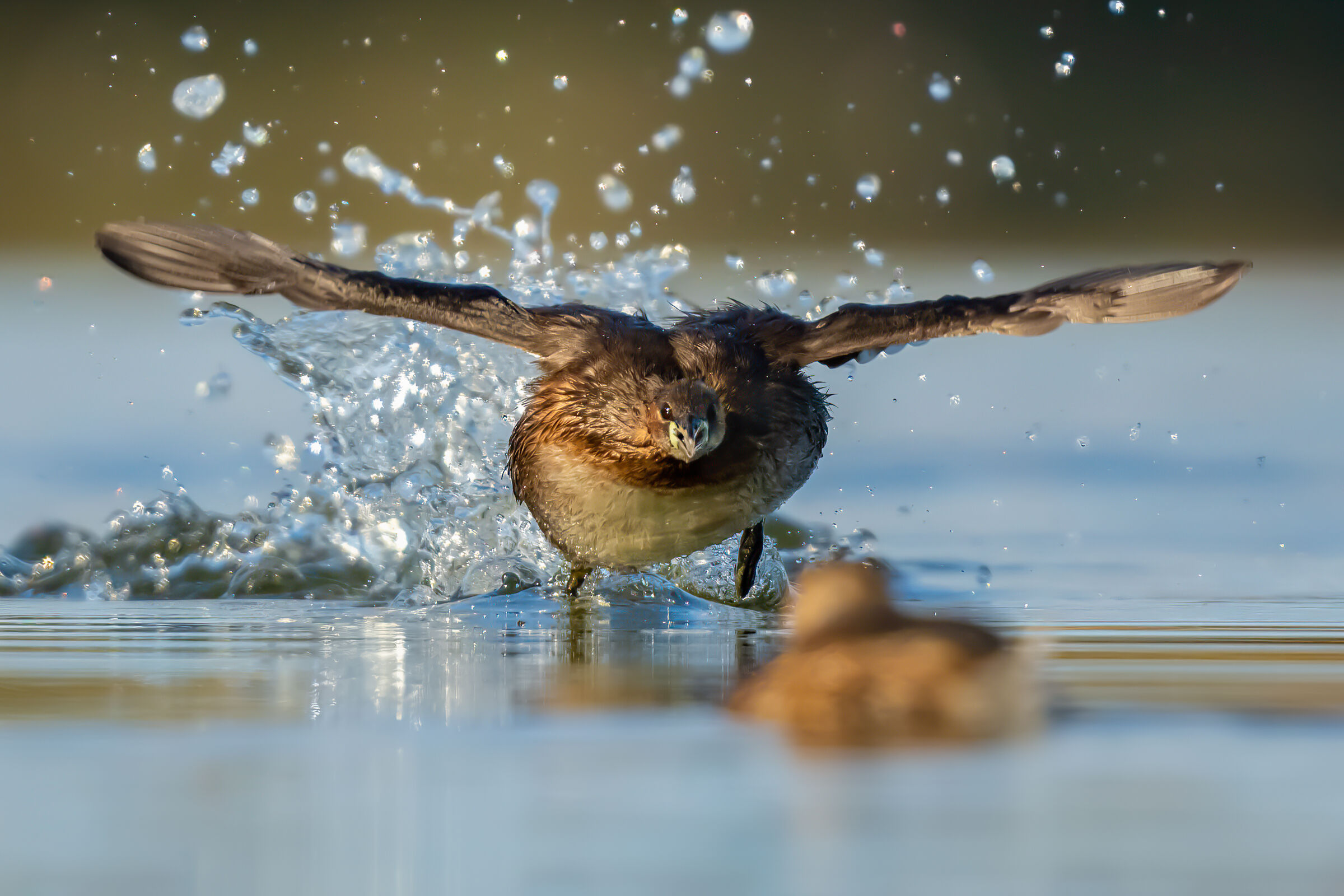 Tuffetto (Tachybaptus ruficollis)