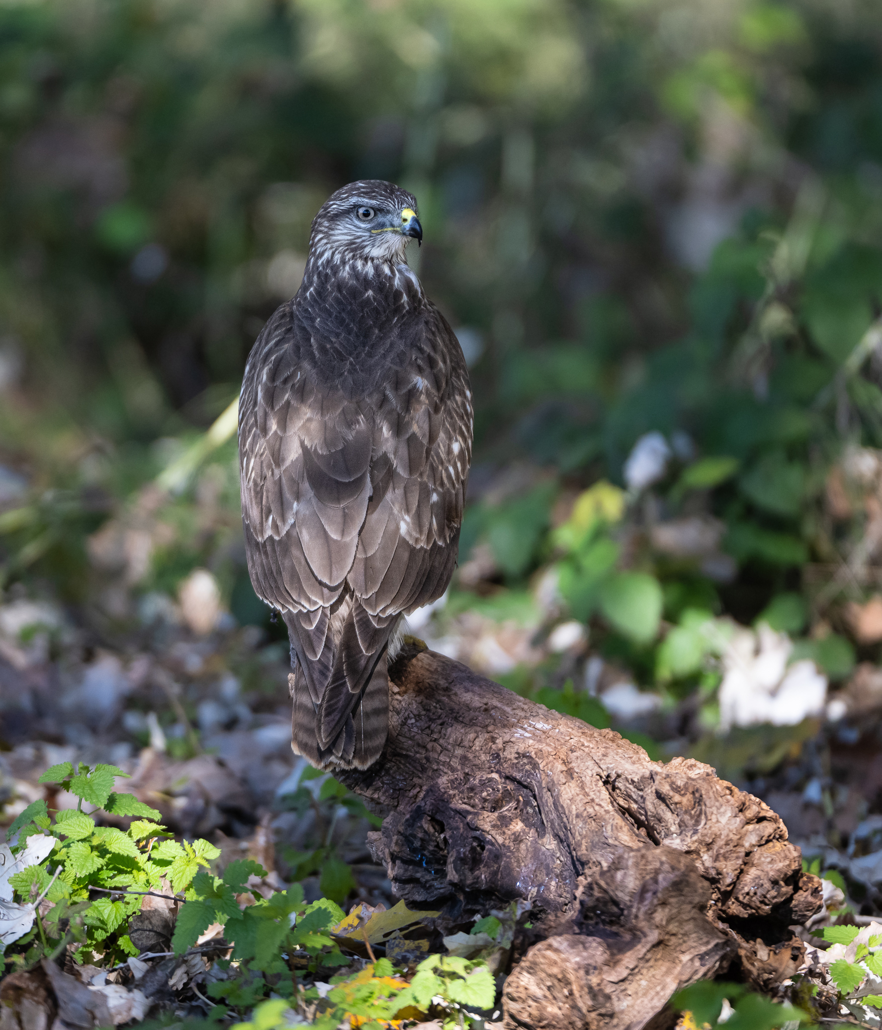 Buzzard, a very suspicious species.