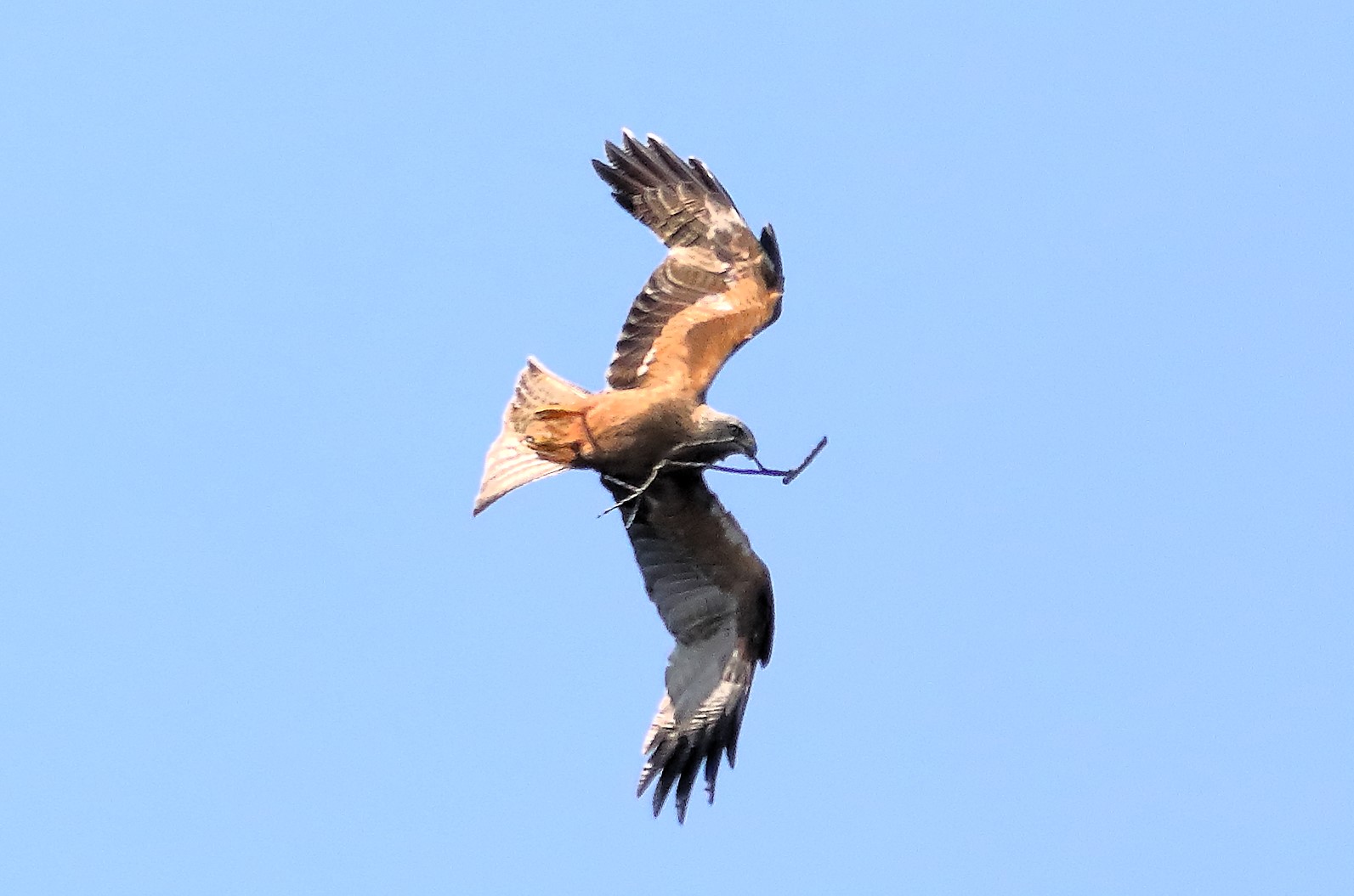 Black Kite 26-06-2023