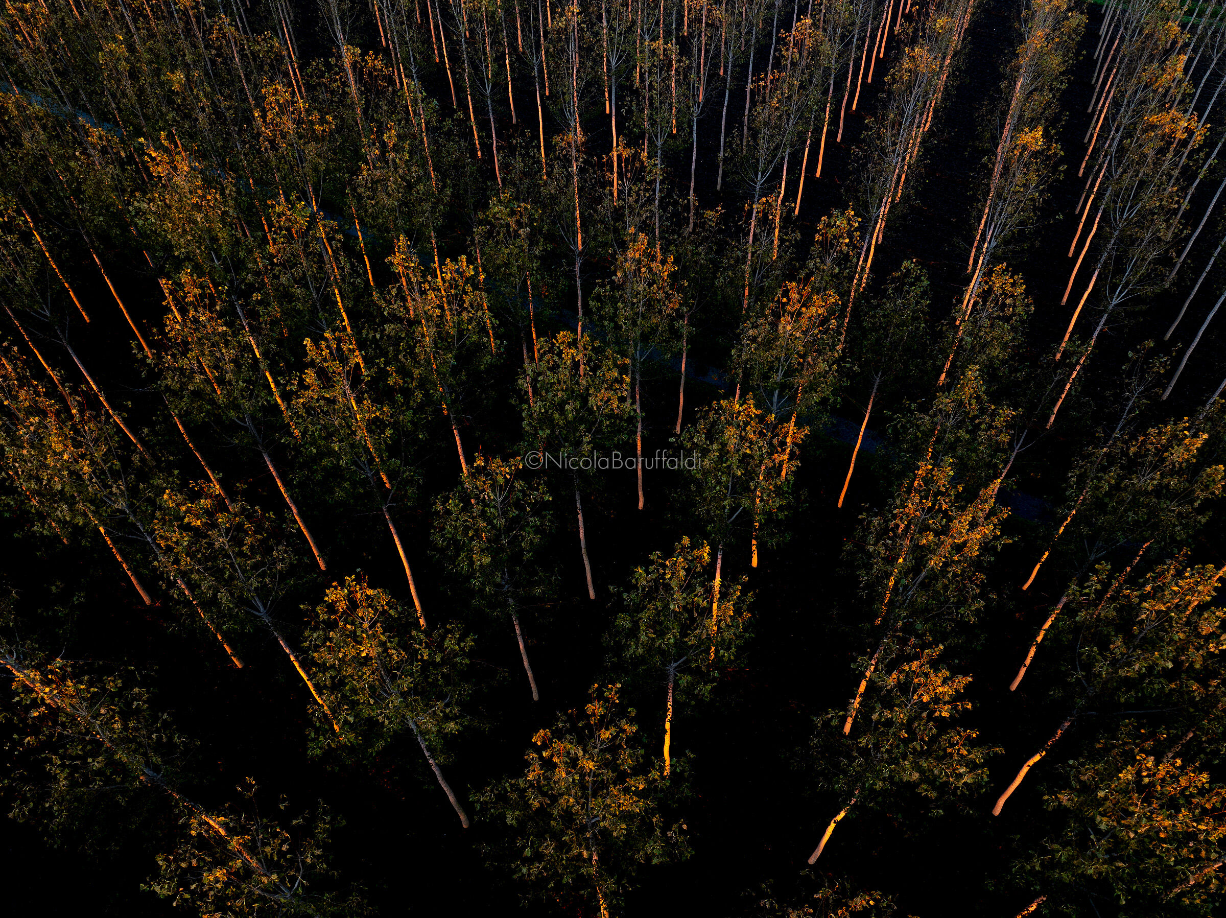 The poplar grove at dawn