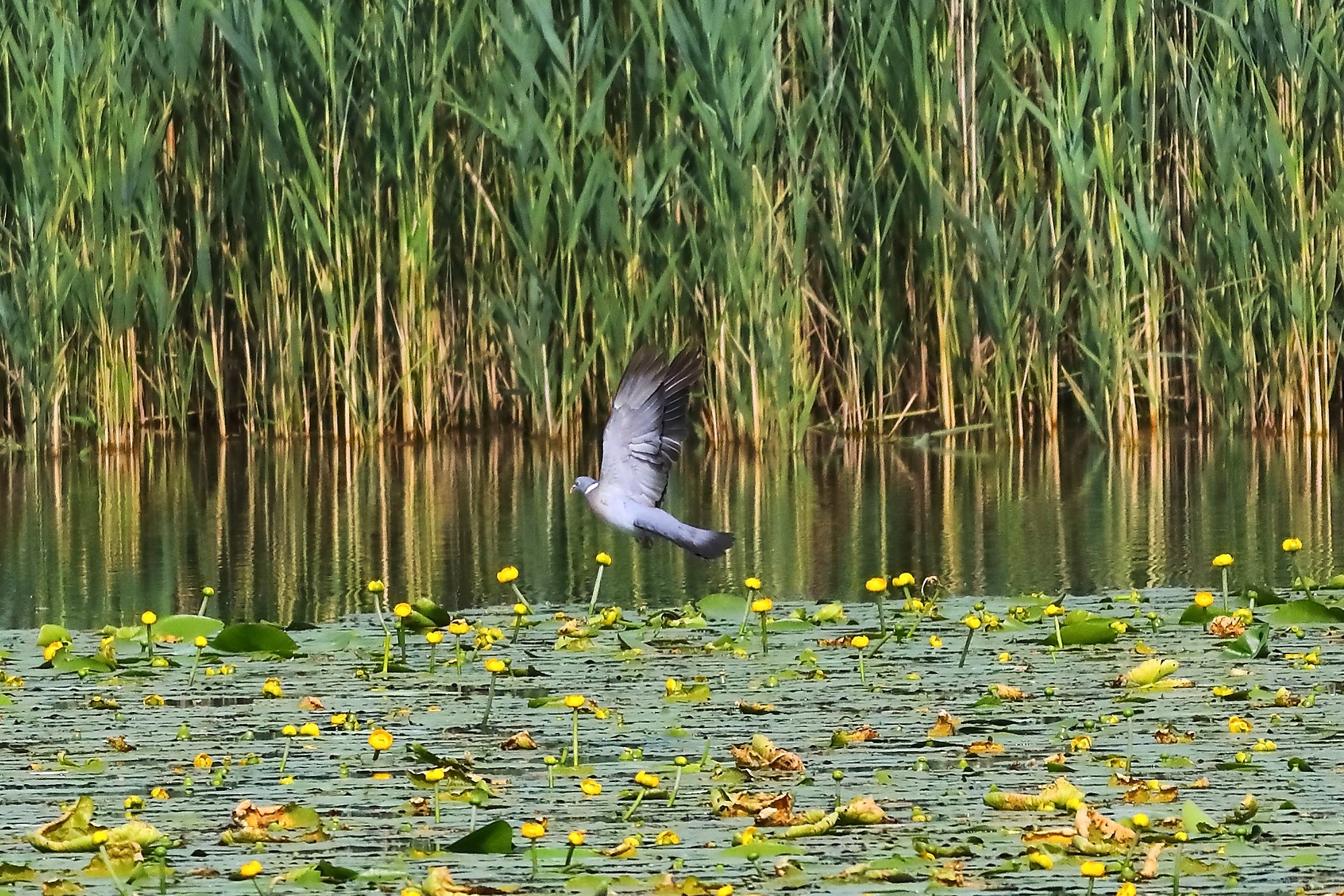Wood pigeon 29-06-2023