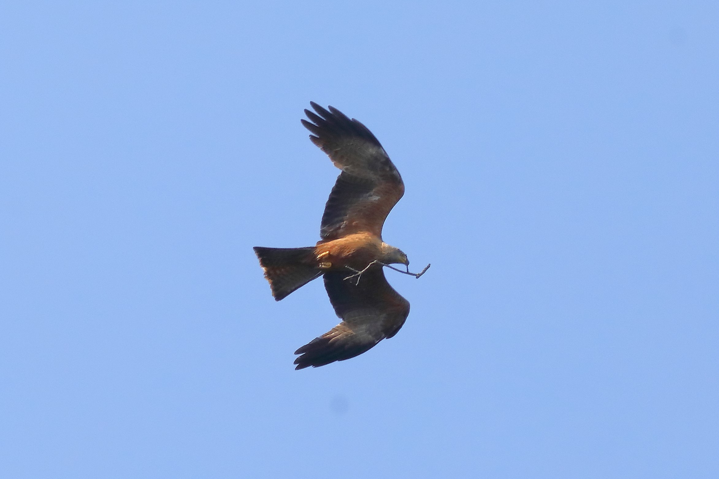 Black Kite 26-06-2023
