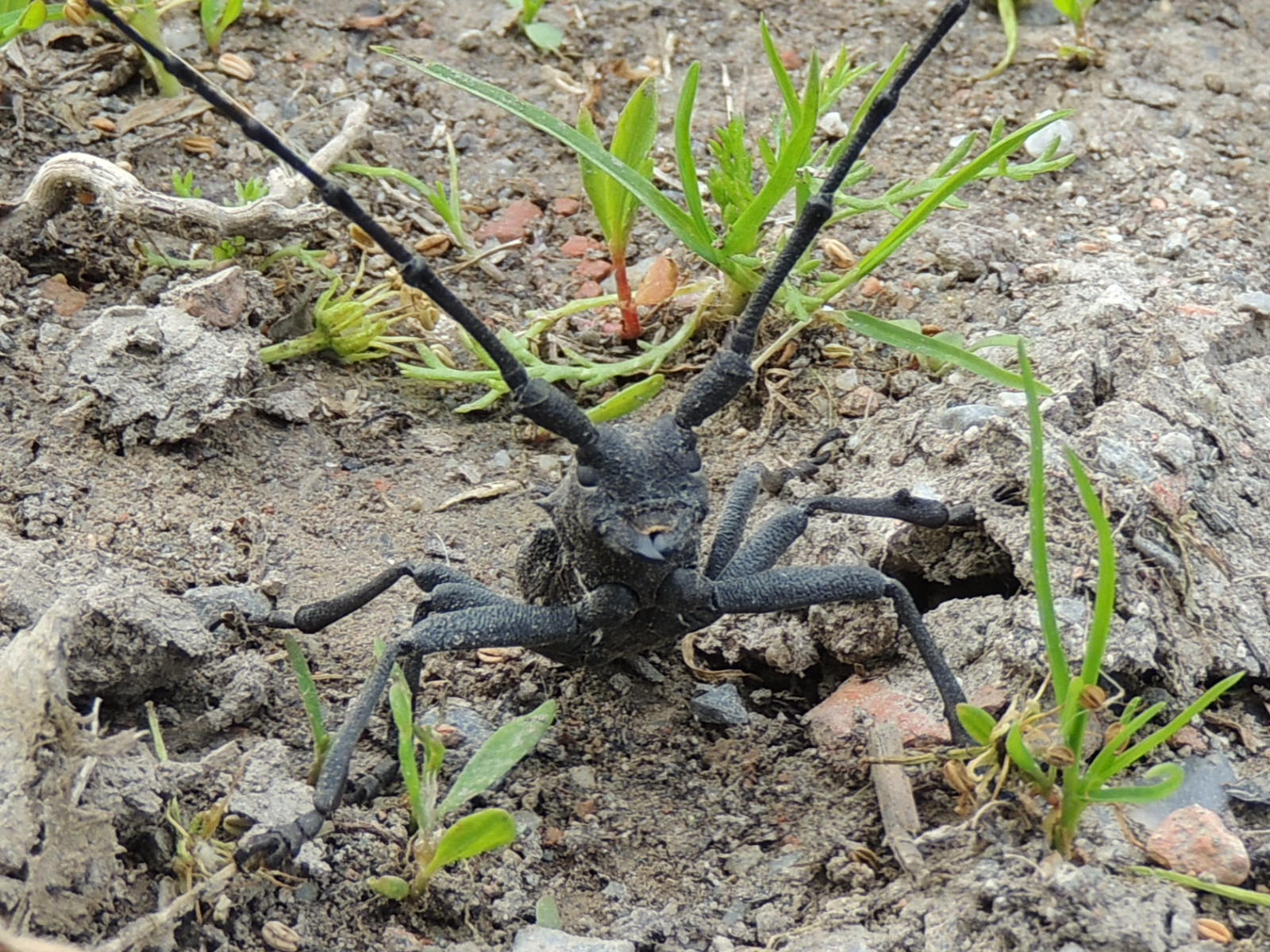 morimus asper maschio