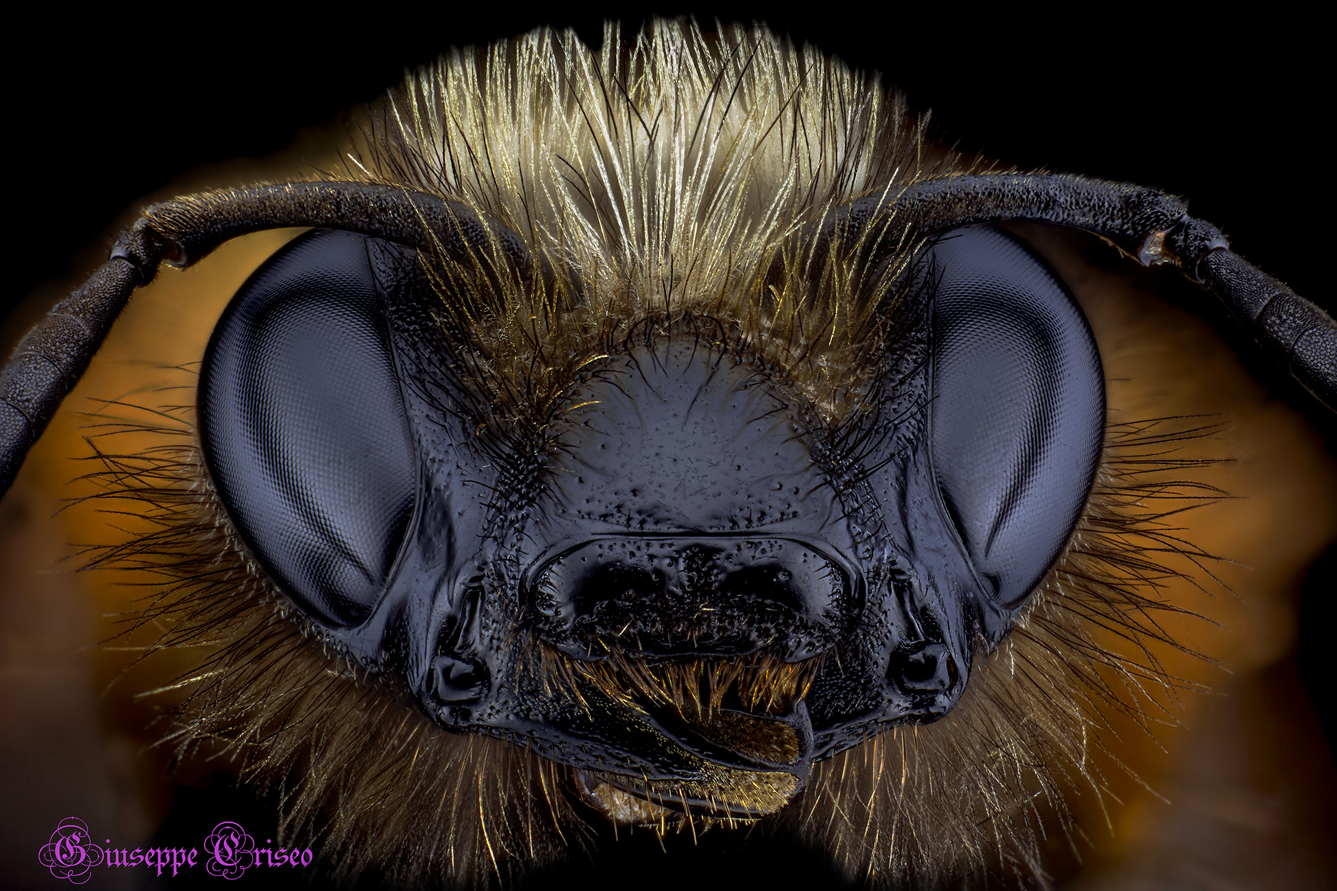 Subject: Bombus agrorum, Bombyliidae