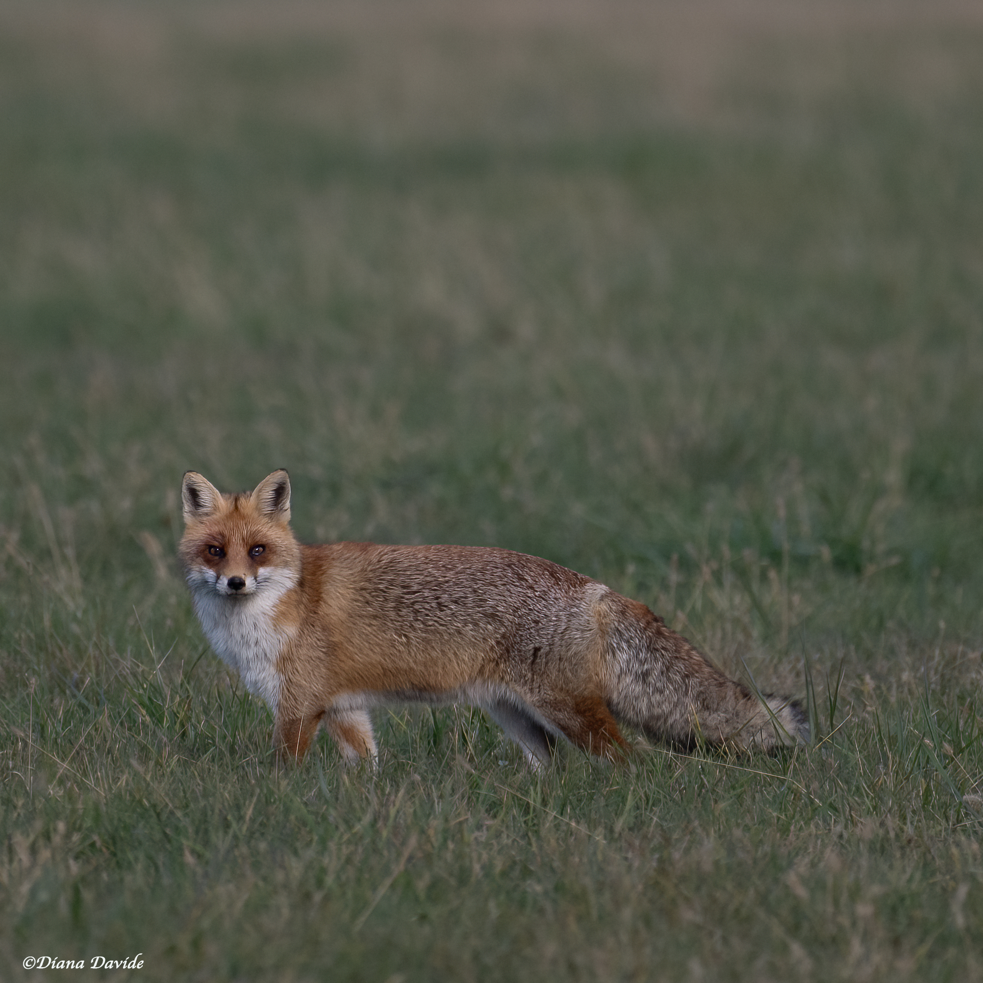 Change of season... Red Fox