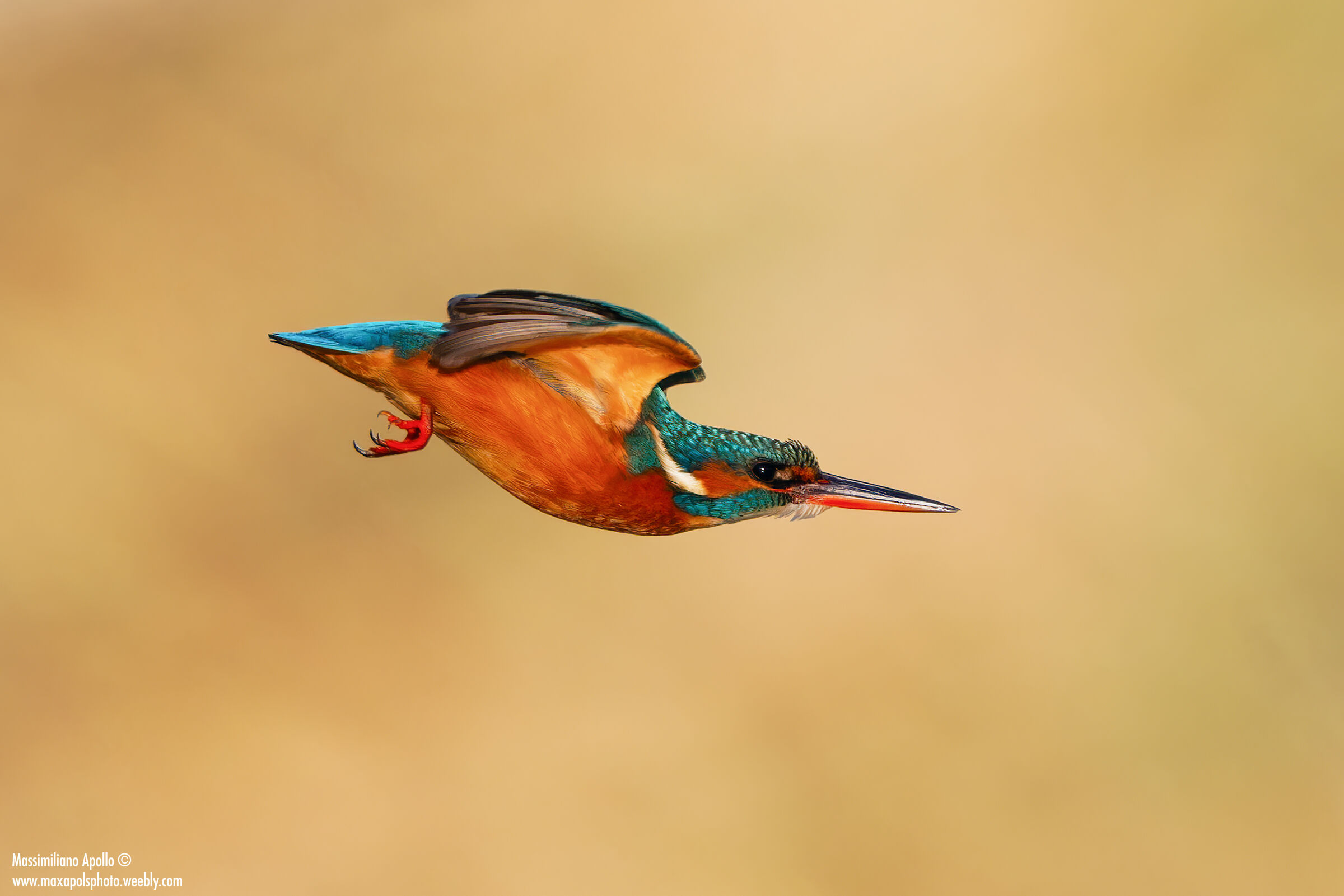 " Tuffo al tramonto "