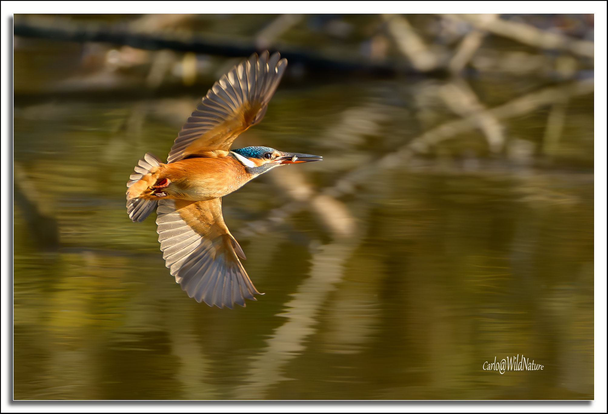 The Winged Missile 2 with Little Fish