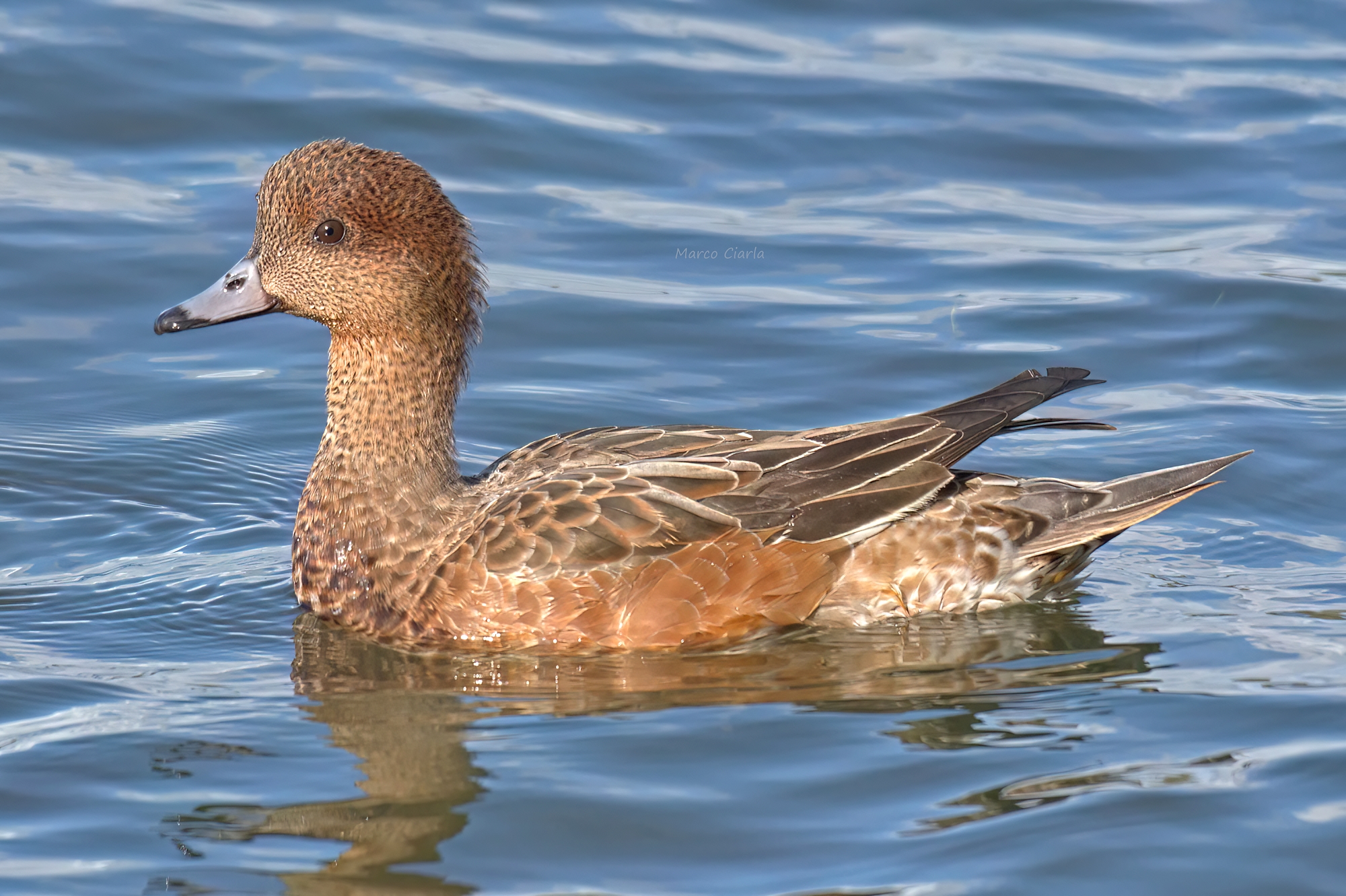 Wigeon (Mareca penelope)