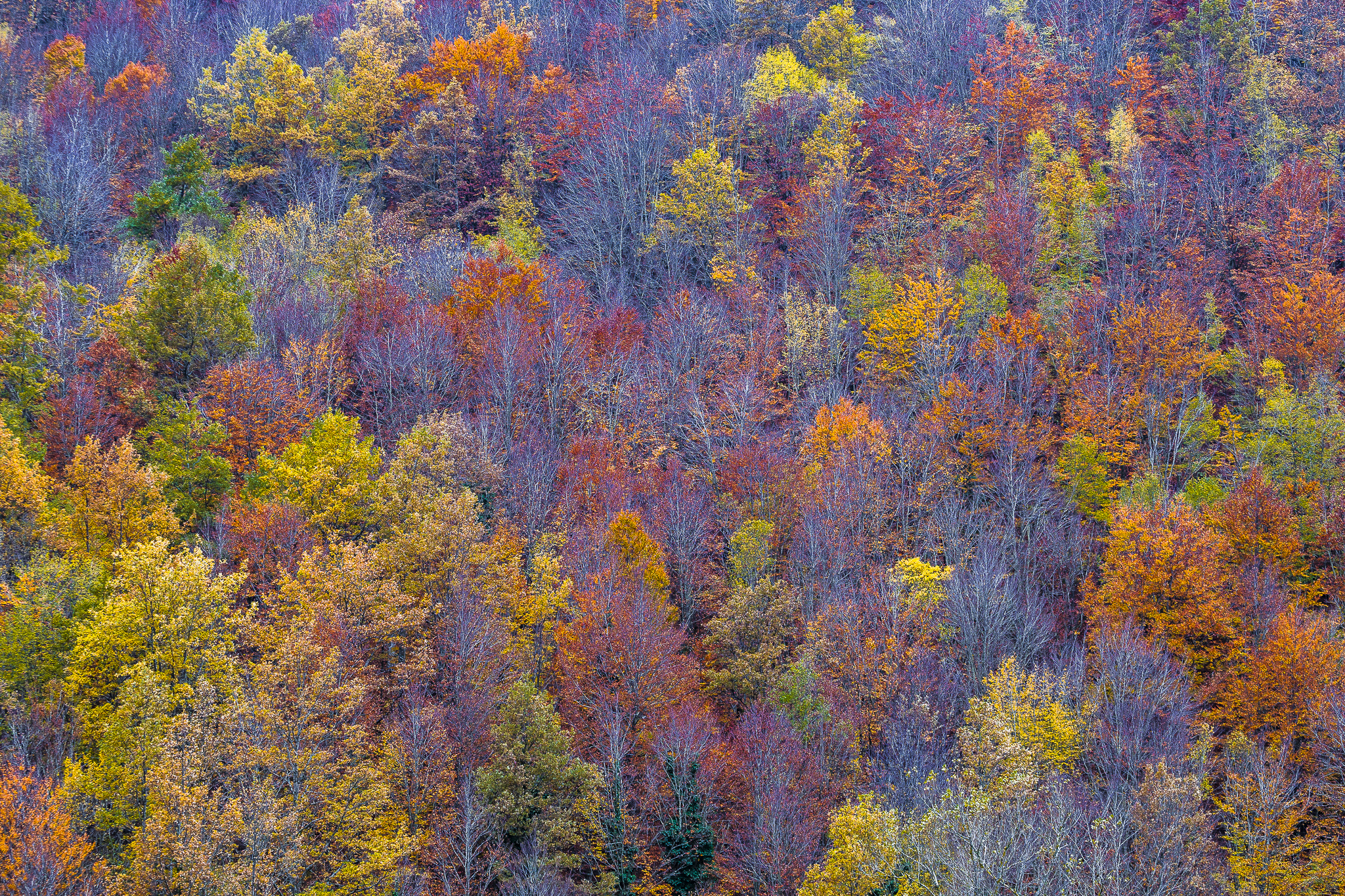 The Casentino forests