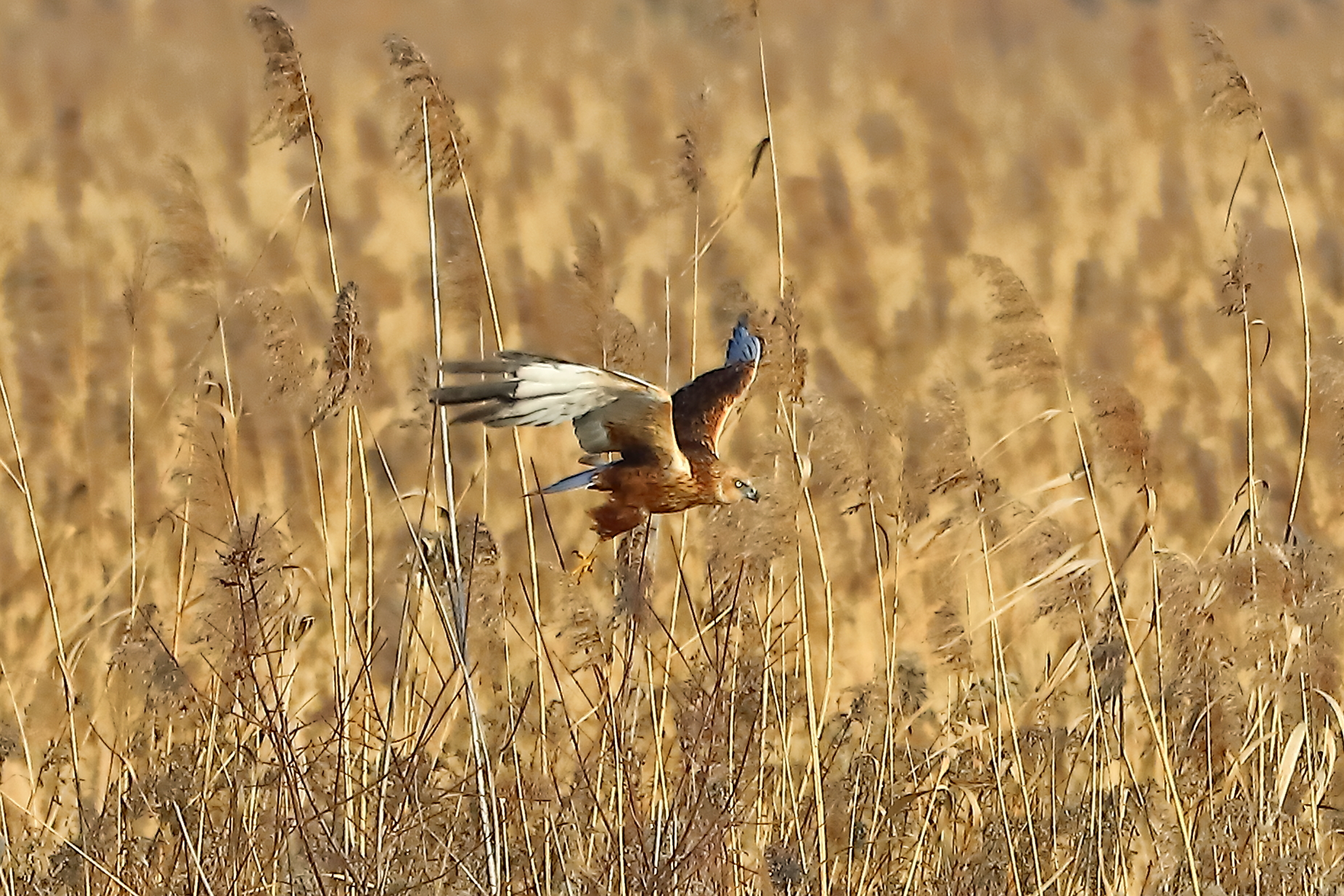 Marsh Harrier January 21, 2022
