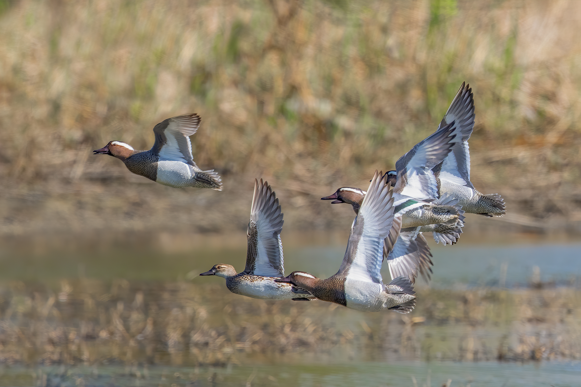 Garganey