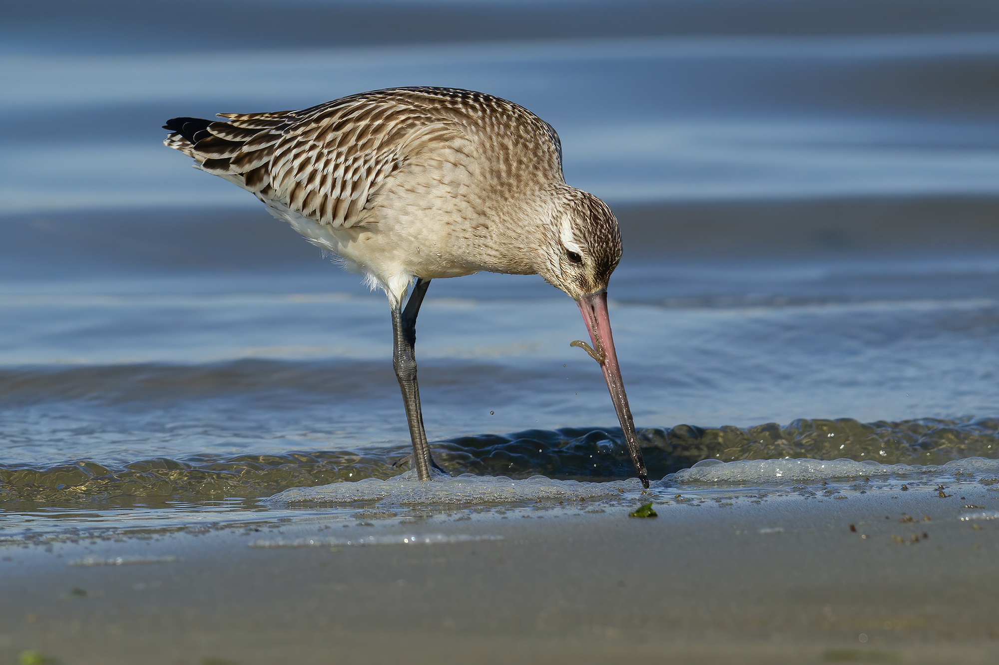 Bar-tailed godwit
