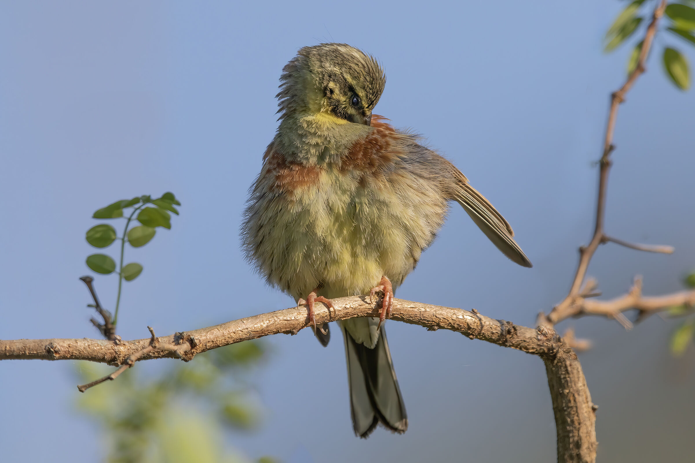 Cirl bunting