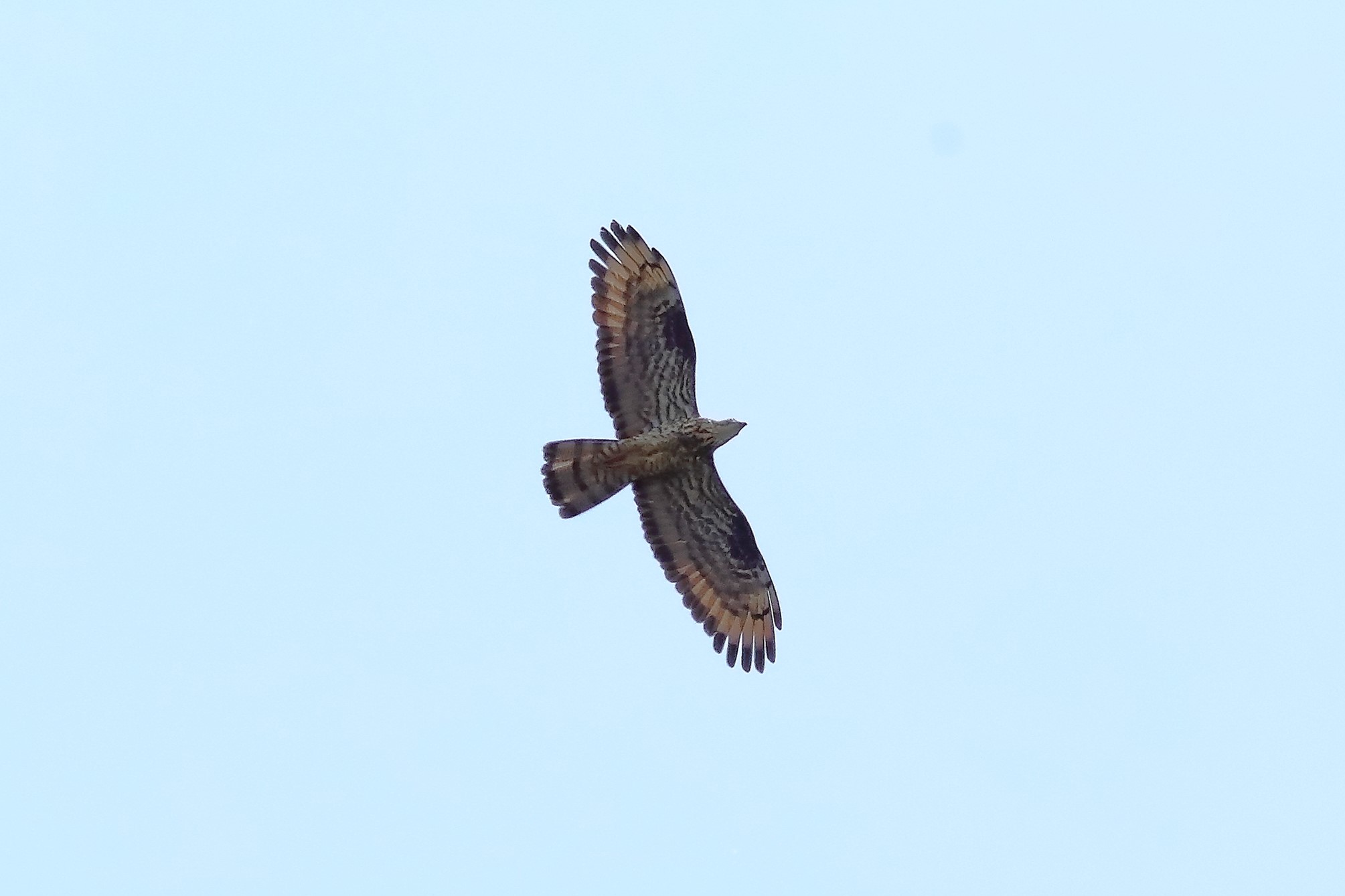 Honey buzzard 03-07-2023