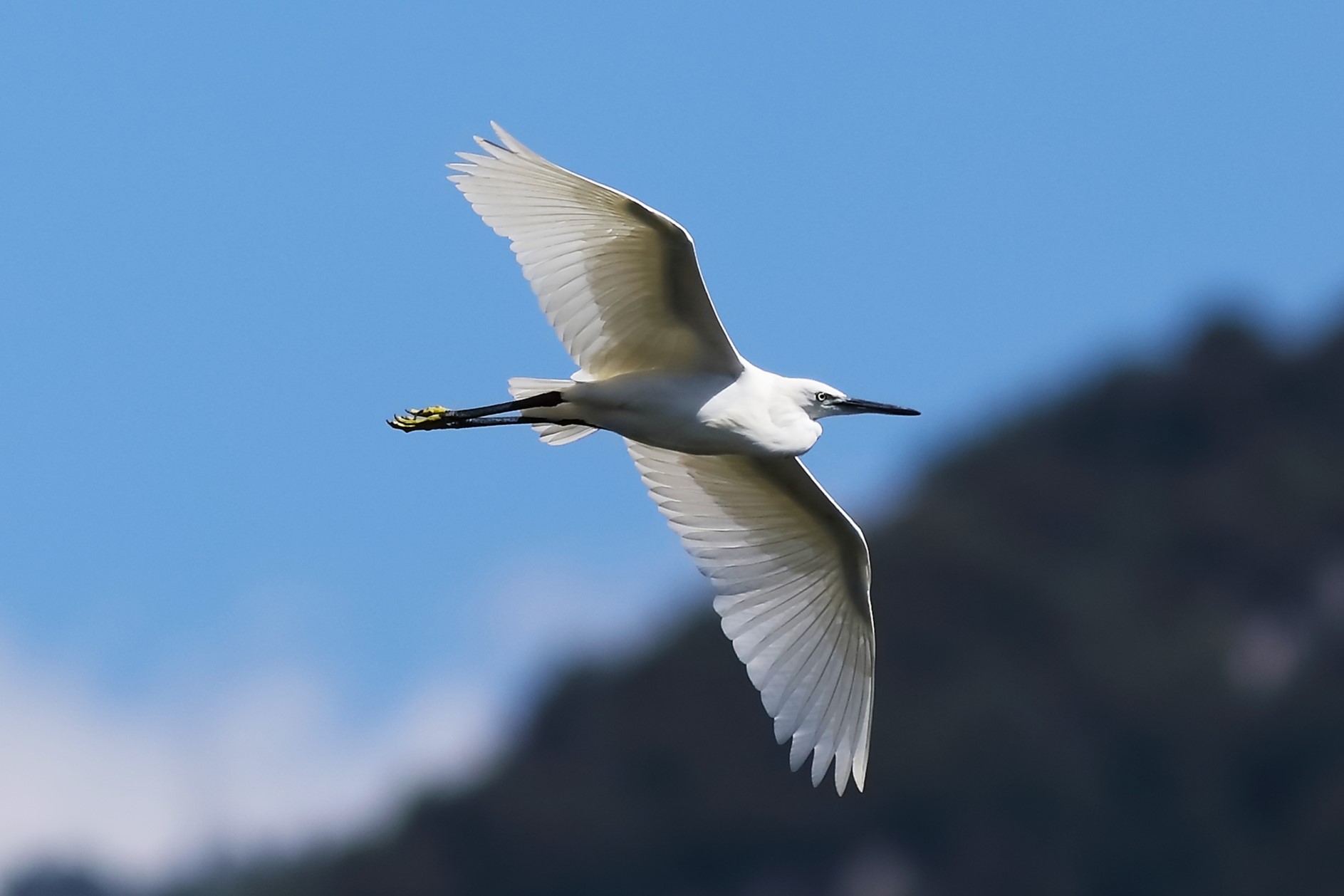 Little Egret August 2023