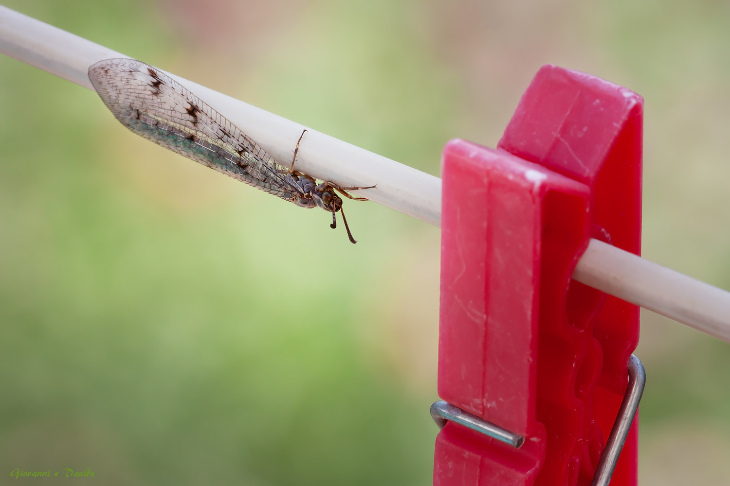 ... Adult antlion...