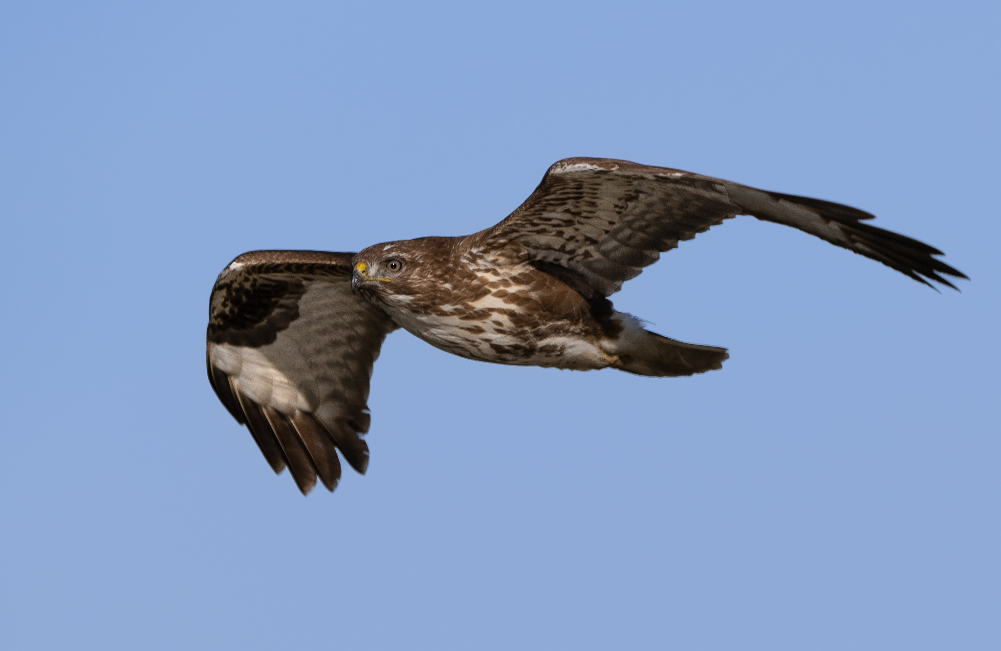 Buzzard