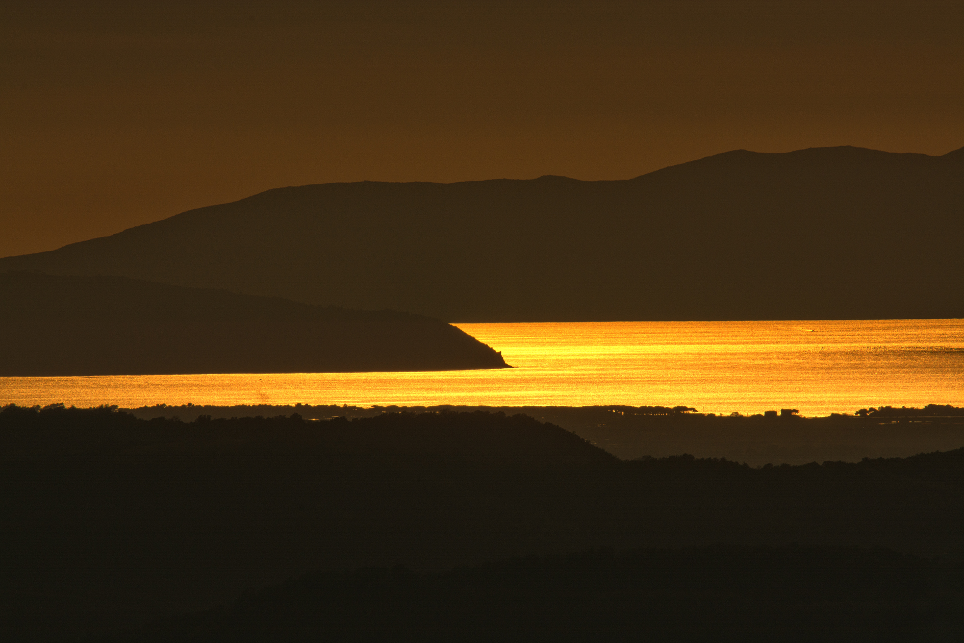 Un mare d'oro